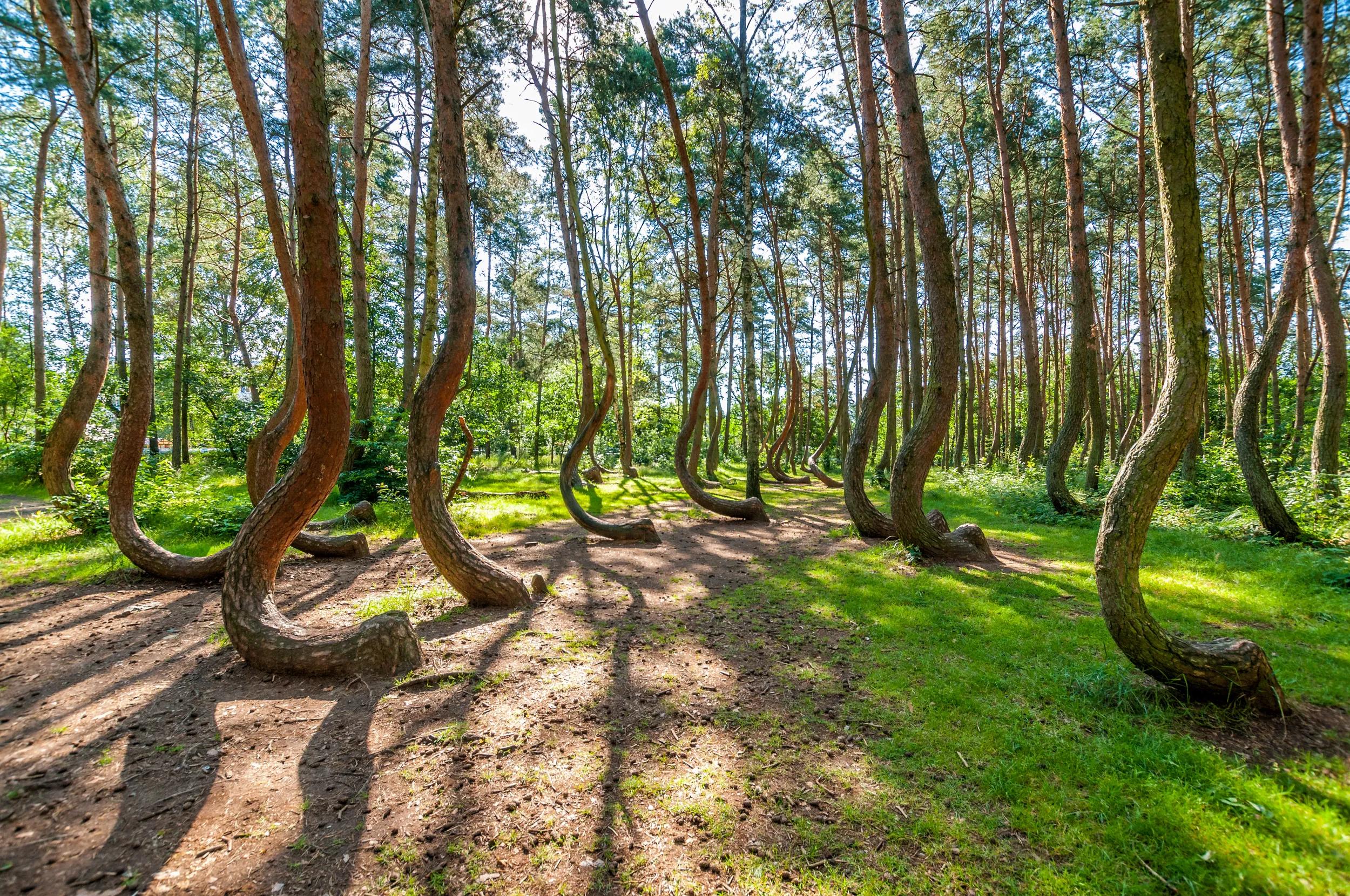 The Crooked Forest, Nowe Czarnowo, West Pomeranian Voivodeship, Poland