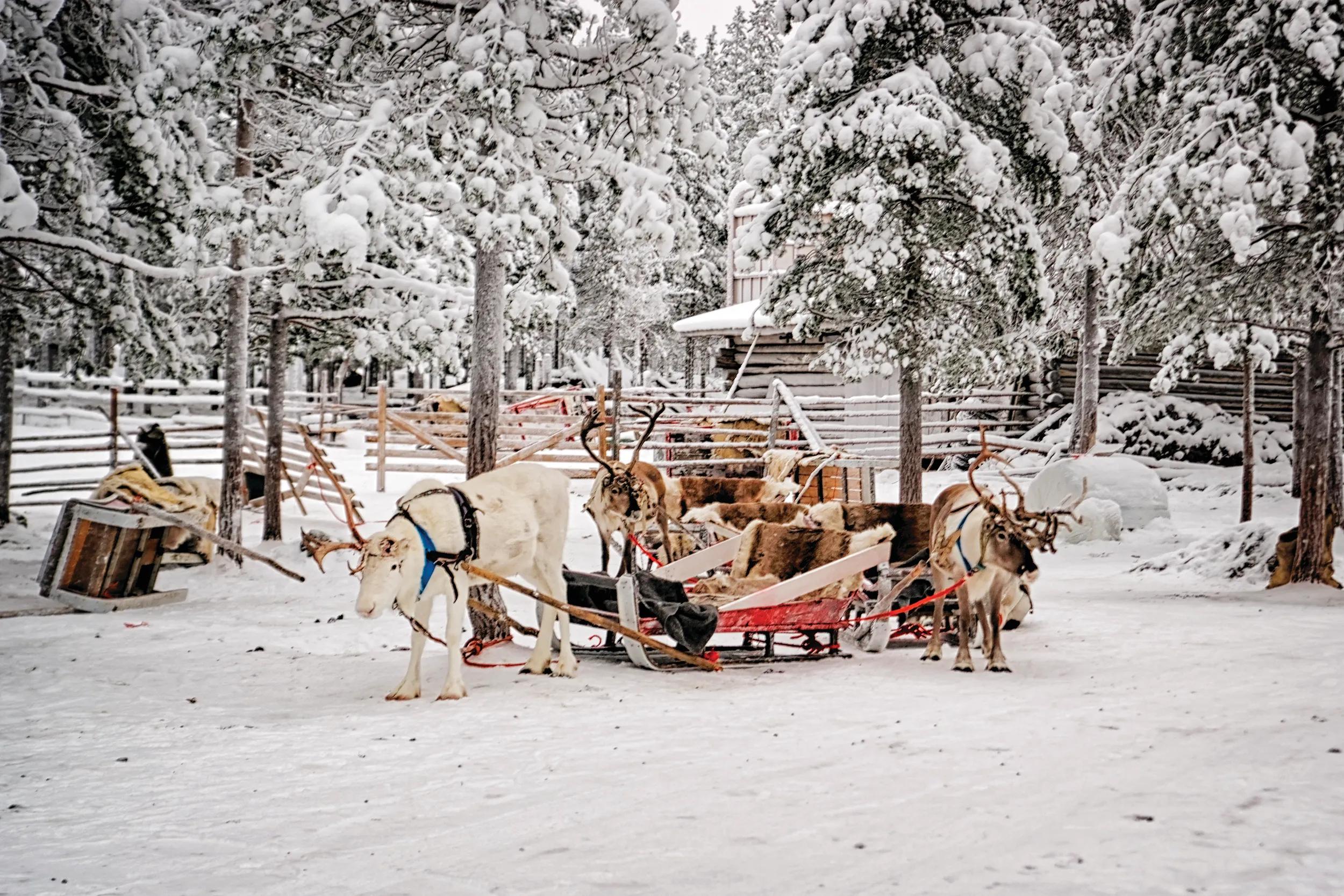 Reindeers with sledges at reindeer farm in winter