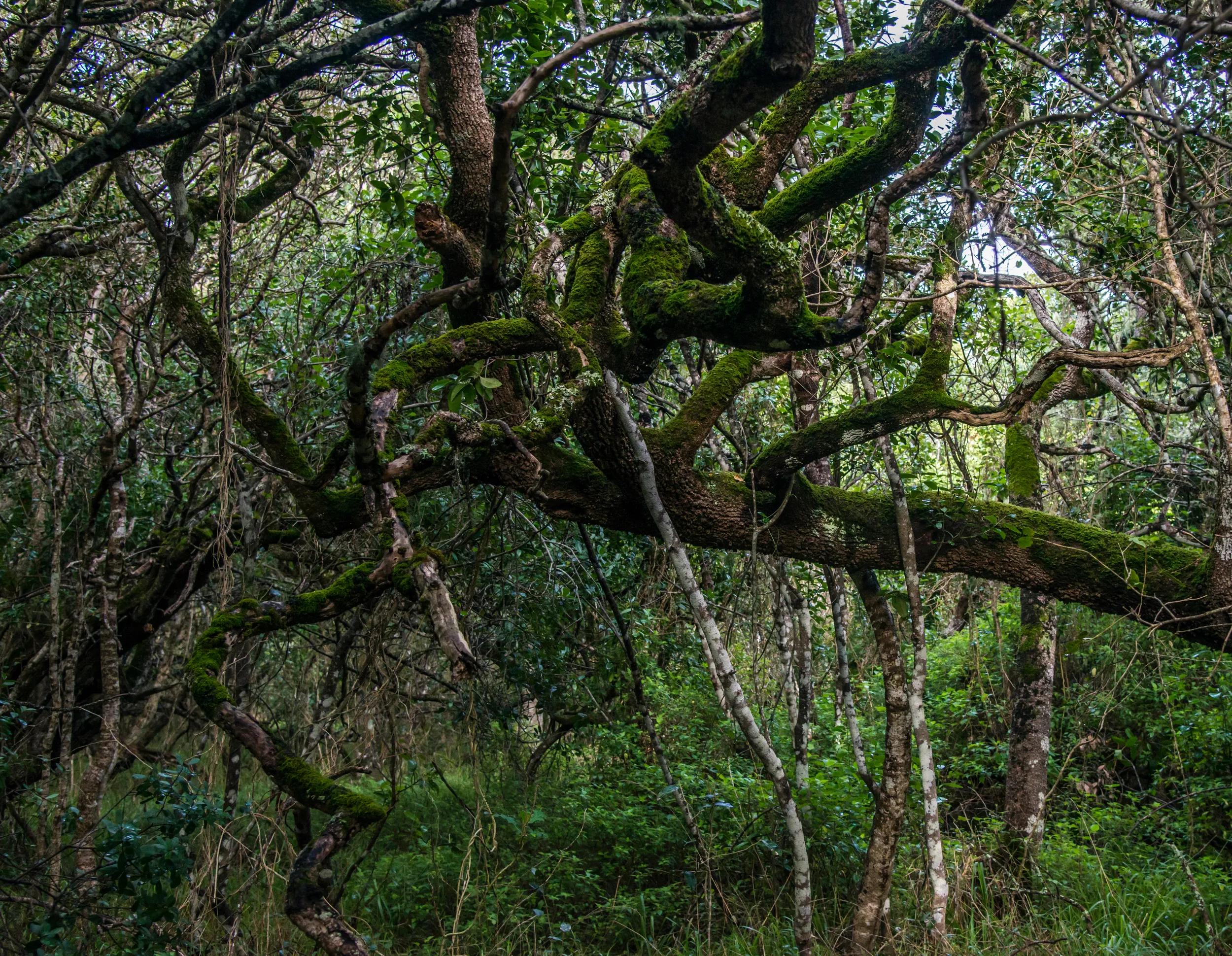 Milkwood Forest, Grootbos, Gansbay, Western Cape, South Africa