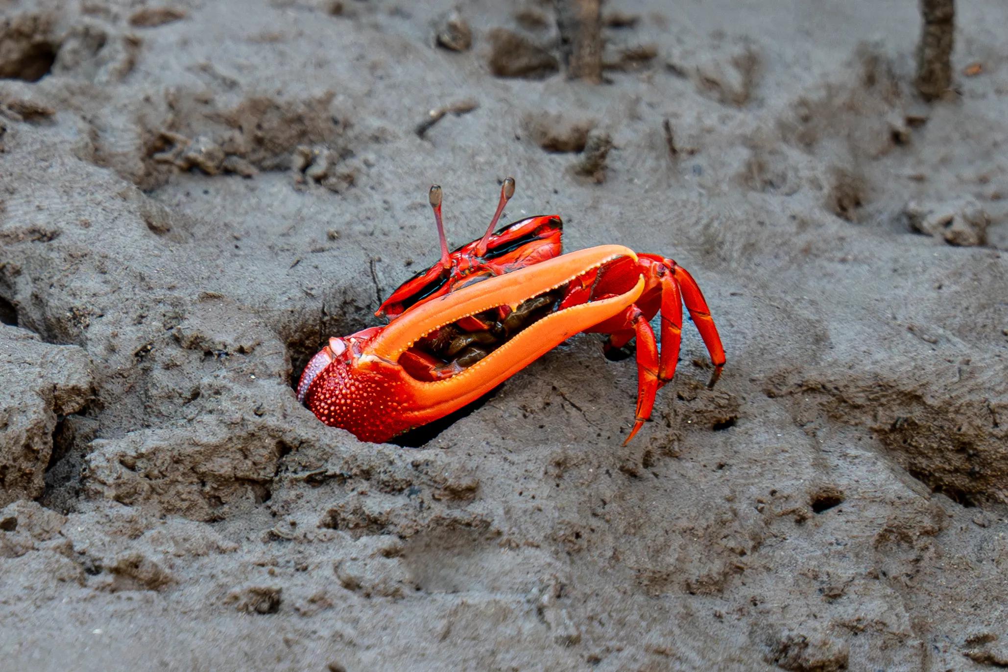Fiddler Crab, Seabourn Pursuit Kimberley Coast Voyage July 2025.