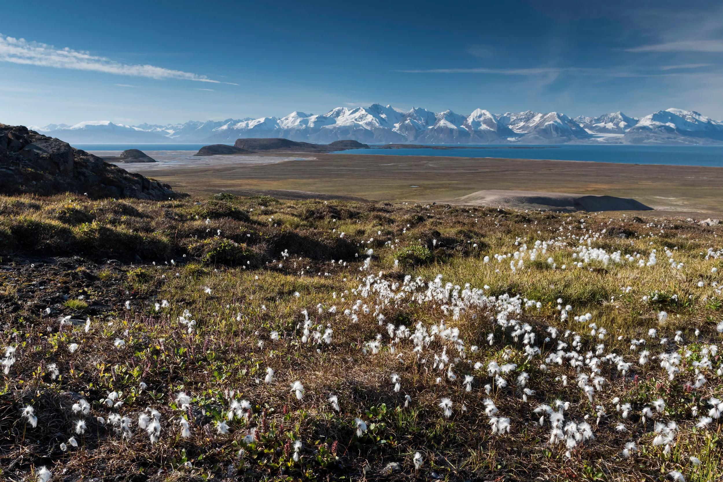 Cotton Grass , Kong Oscar Fjord, Northeast Greenland National Park, Greenland.