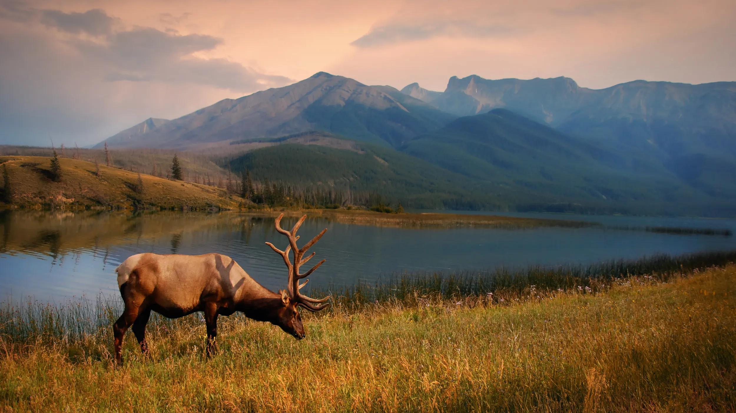 Shot in Jasper National Park, Alberta, Canada.The Jacques Mountain Range is shown in the background.