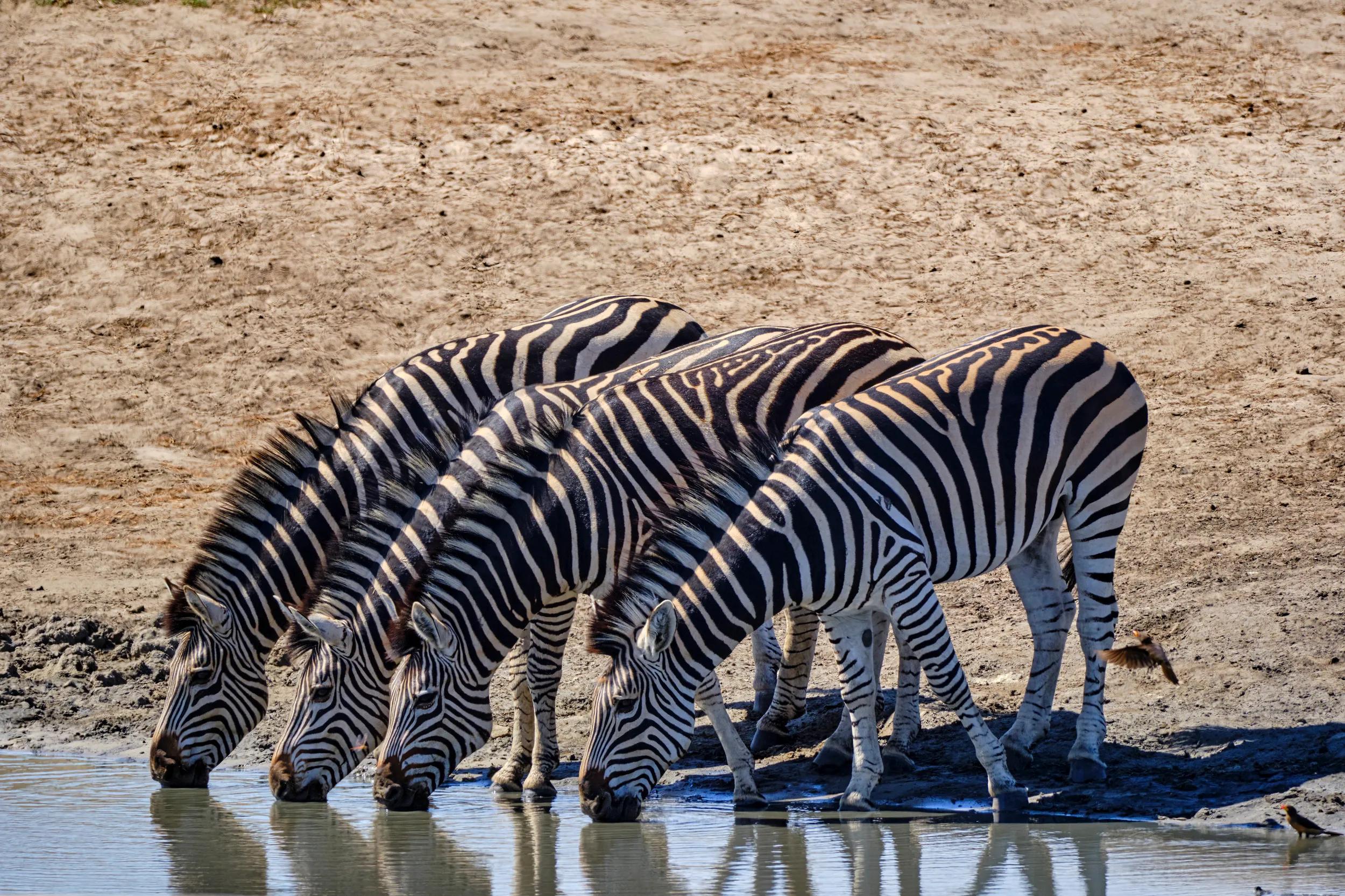 Group of four Zebras (equus burchelli) drinking at a waterhole, Zimbabwe, Hwange national park.