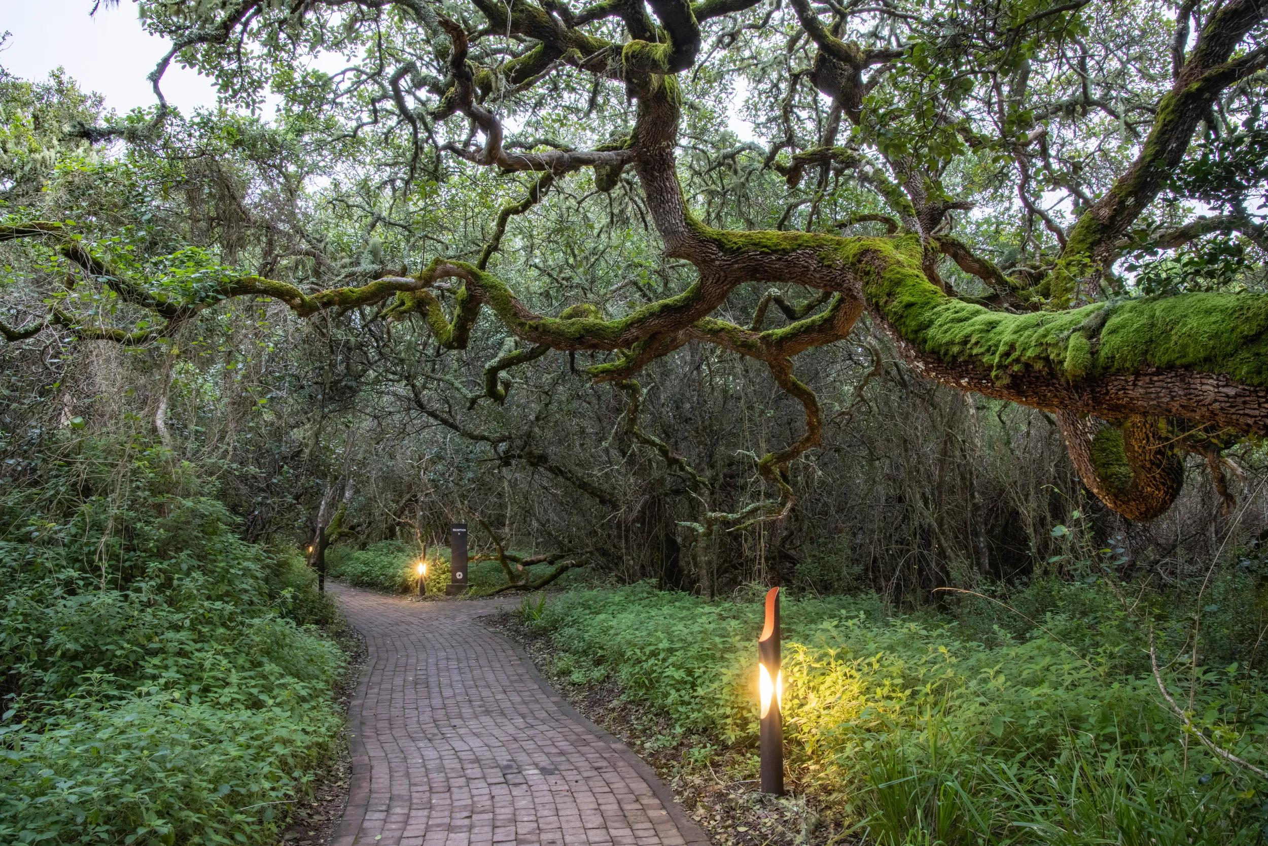 White Milkwood (Sideroxylon Inerme) tree and path through forest near Forest Lodge, Grootbos Private Nature Reserve, Western Cape, South Africa