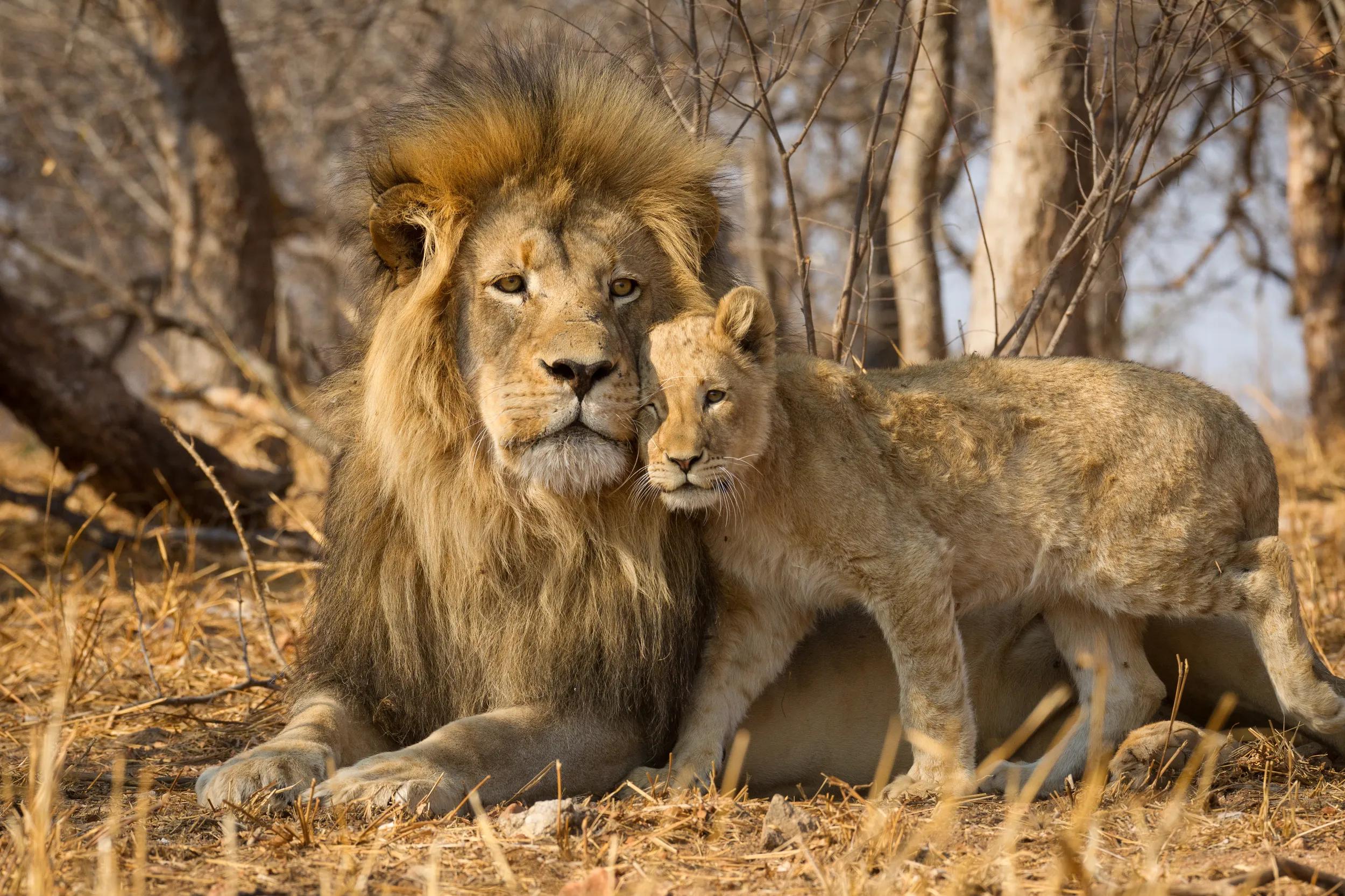 Father and baby lion horizontal portrait with the male lion lying on yellow dry grass and the lion cub standing closely next to him in Kruger Park South Africa