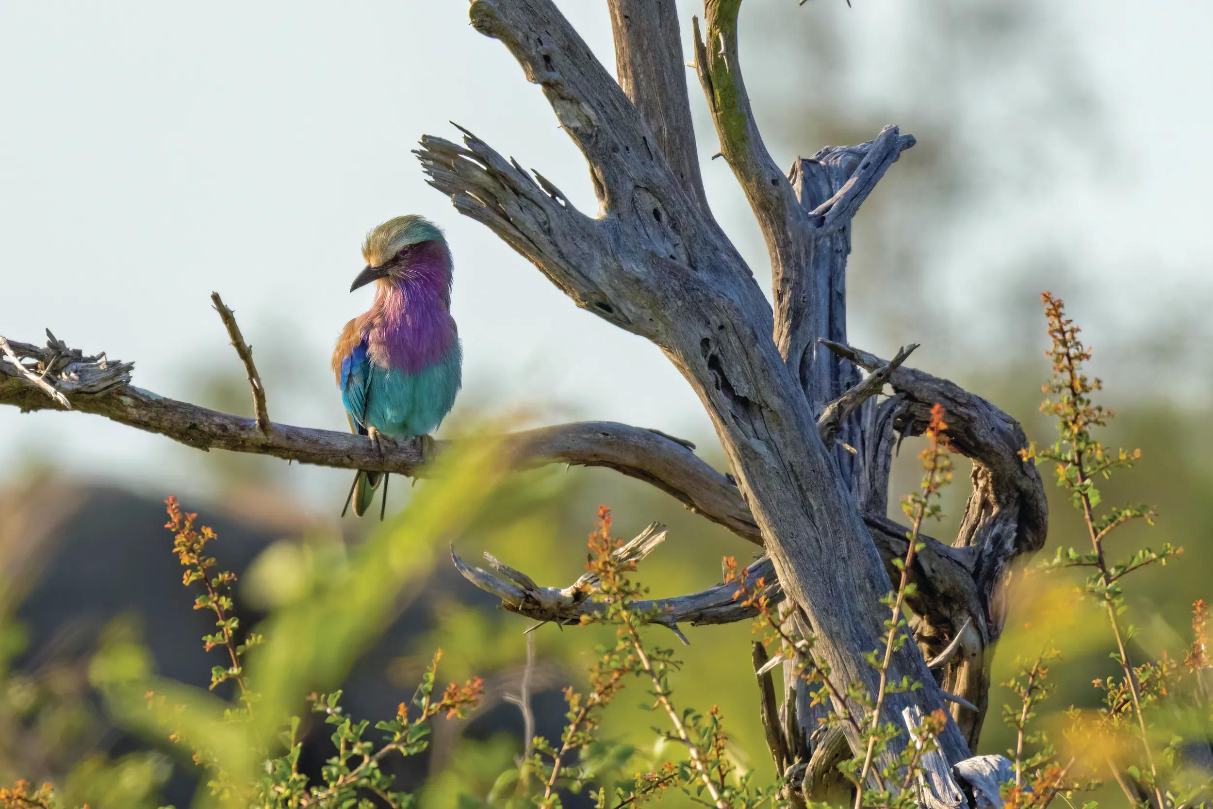 A lilac-breasted roller rests on a dead tree branch in Kruger National Park in the early morning.