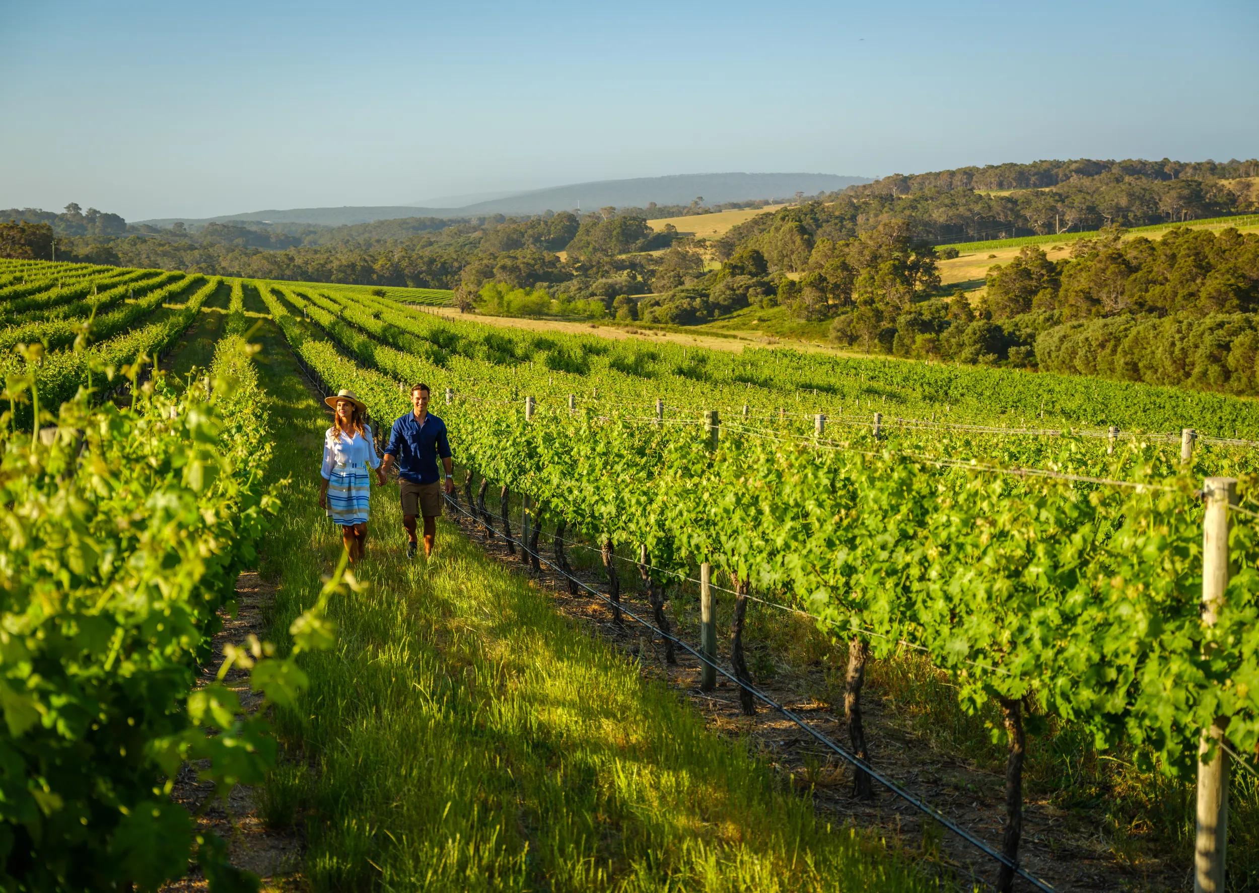Couple walking through the vines at Wills Domain, Margaret River