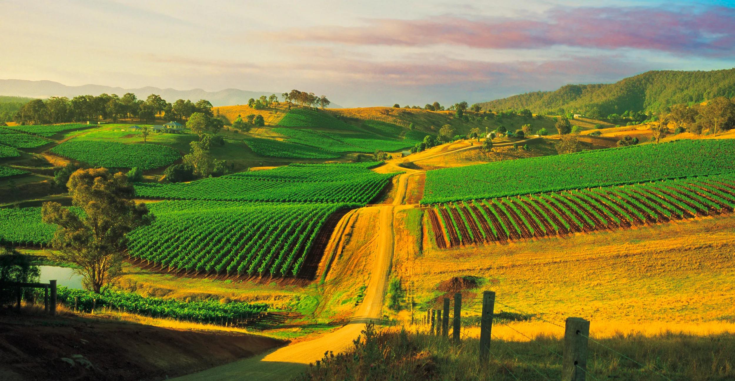 Vineyards in the Hunter Valley Wine Region, New South Wales, Australia.