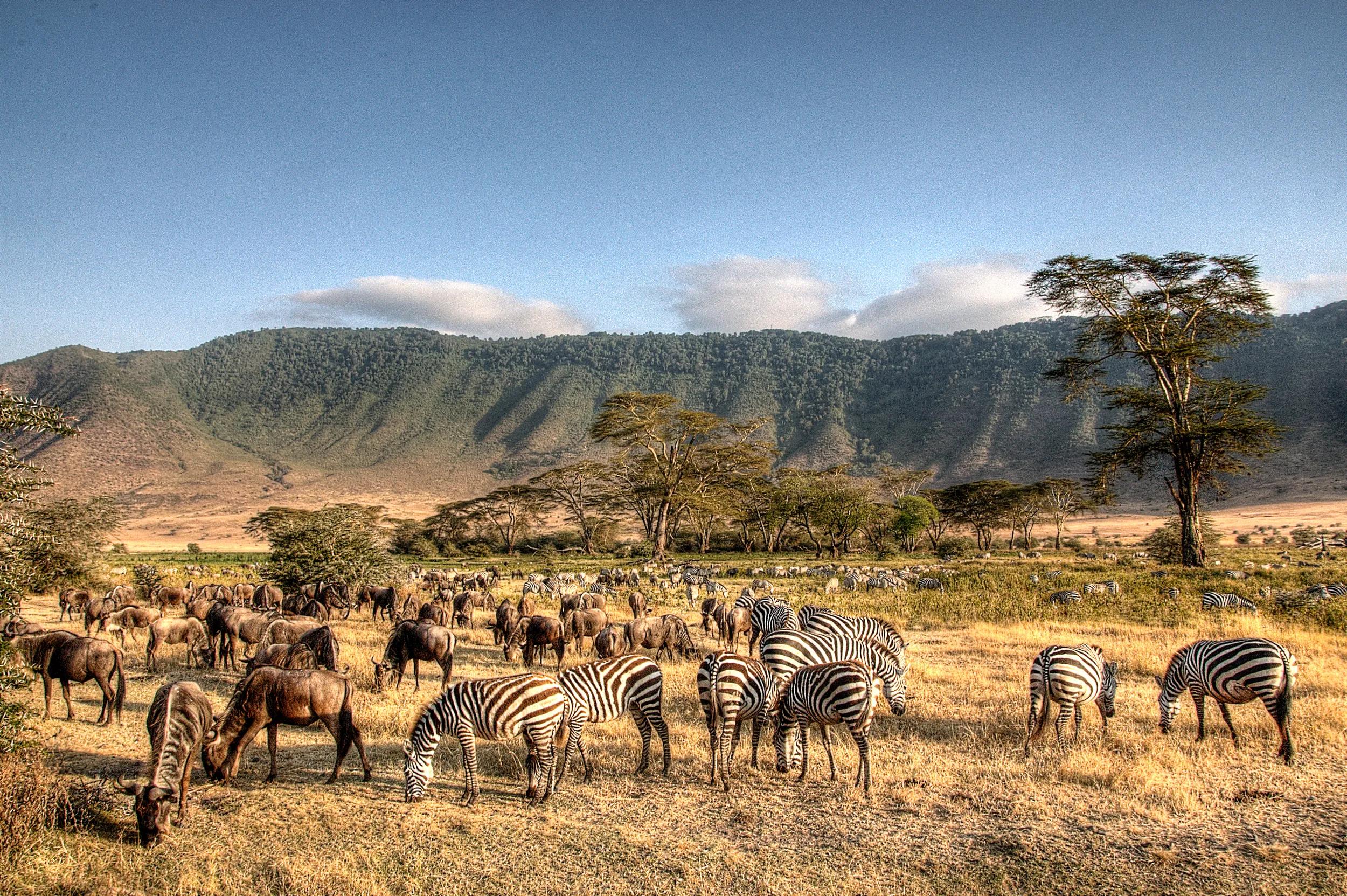 Ngorongoro Crater teems with life.