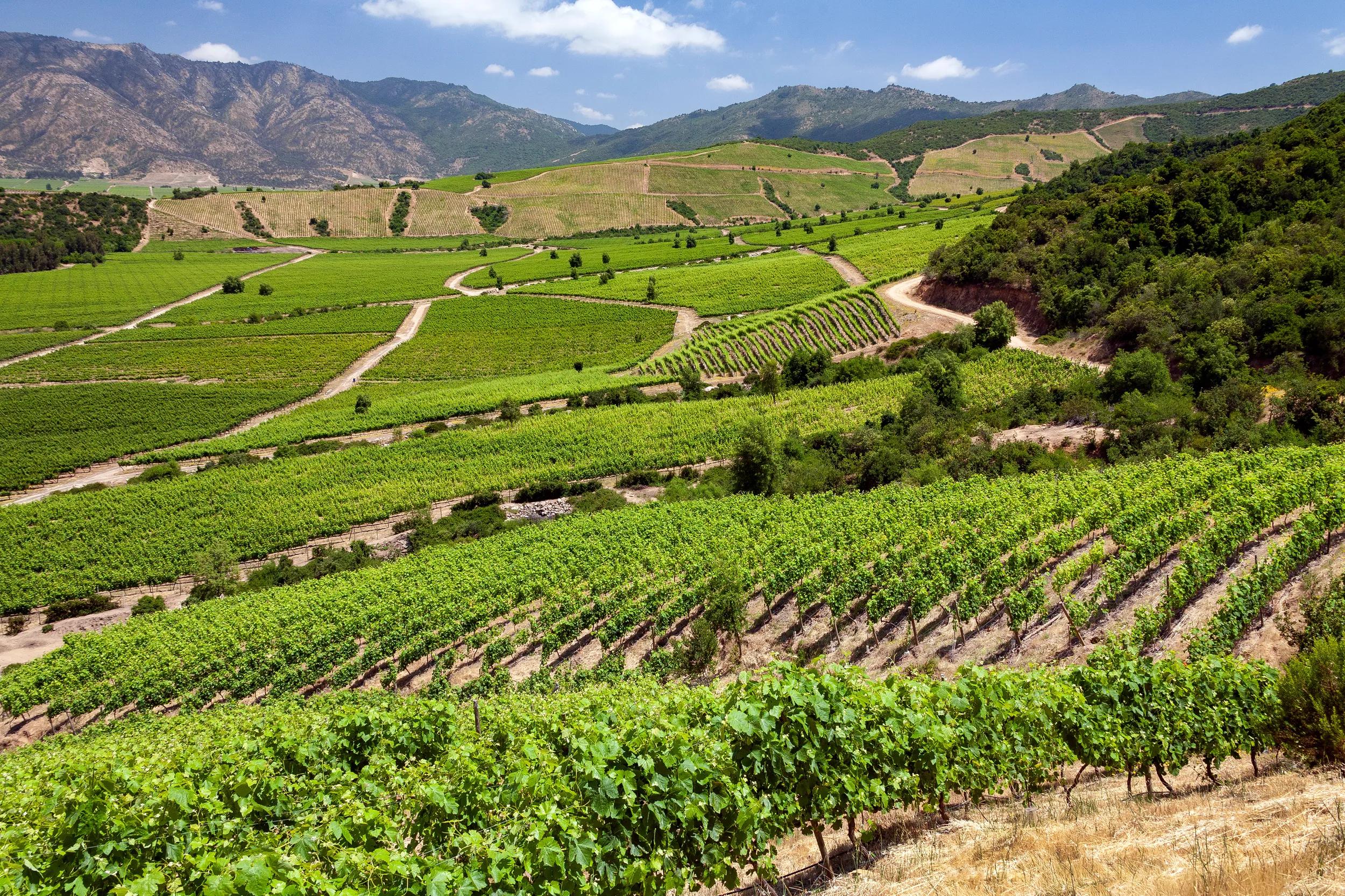 Vineyards producing Chilean wine near Santa Cruz in the Colchagua Valley in central Chile, South America.