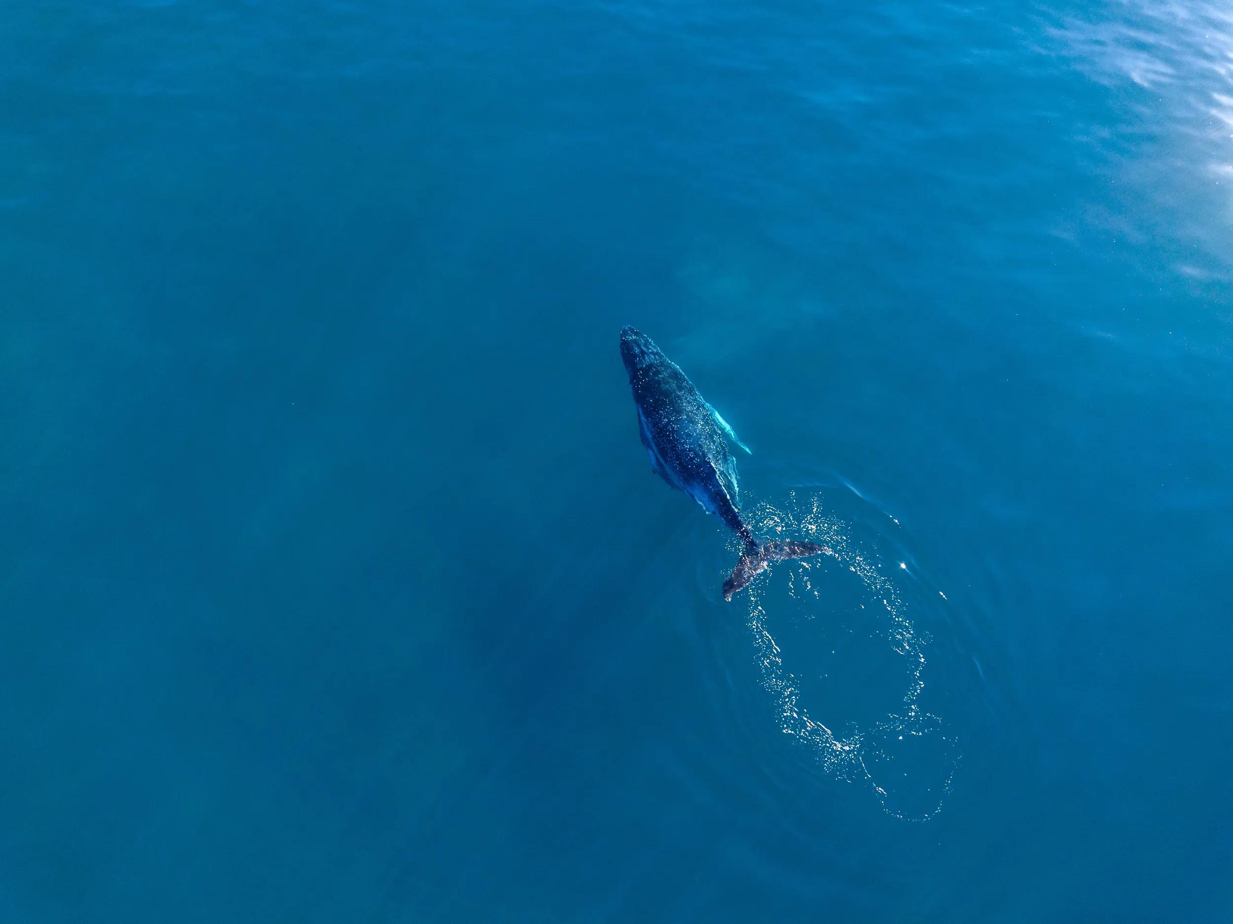Humpback whales as seen from above swimming in Blue water of the Gold Coast Coastline
