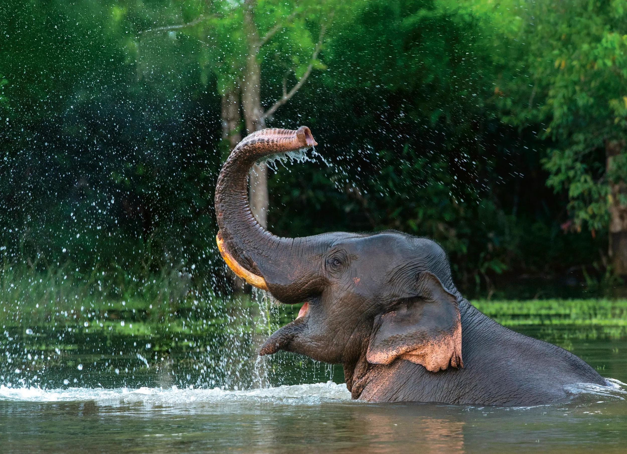 A male Asian elephant is enjoying bathing.