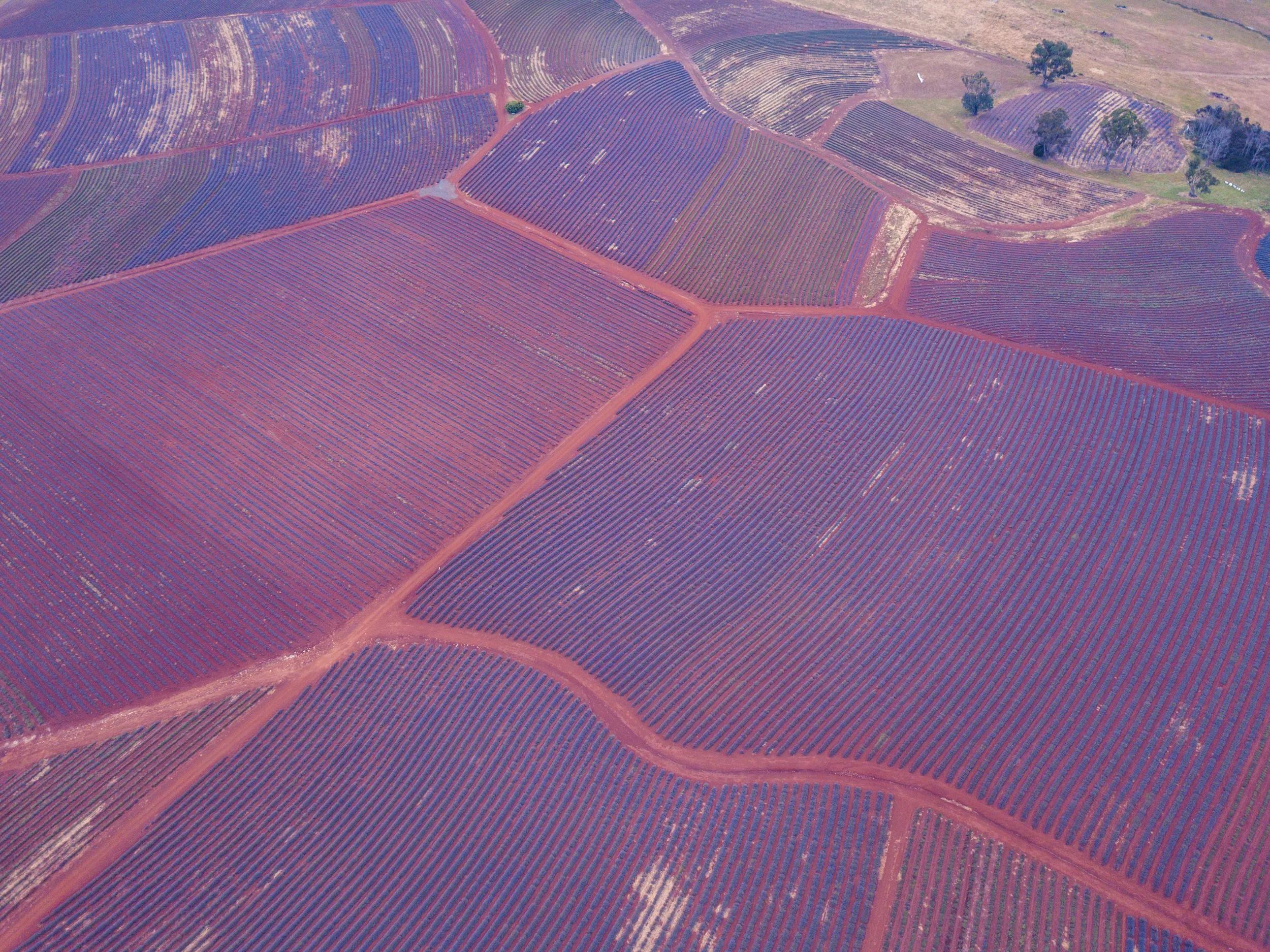 beautiful Purple lavender Fields in full bloom as seen from a aerial photograph