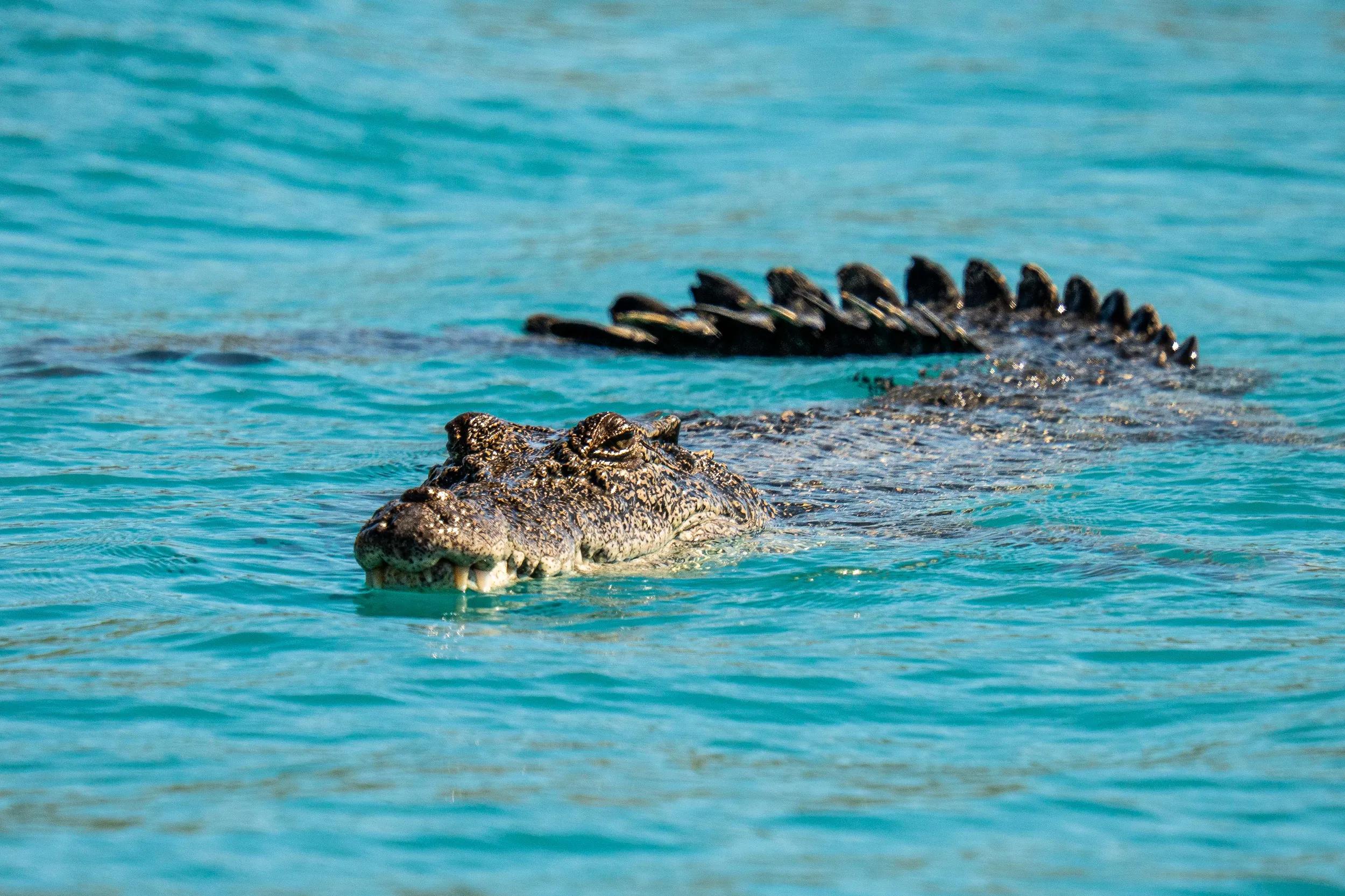 Crocodile, Horizontal Falls, Seabourn Pursuit Kimberley Voyage June 2025