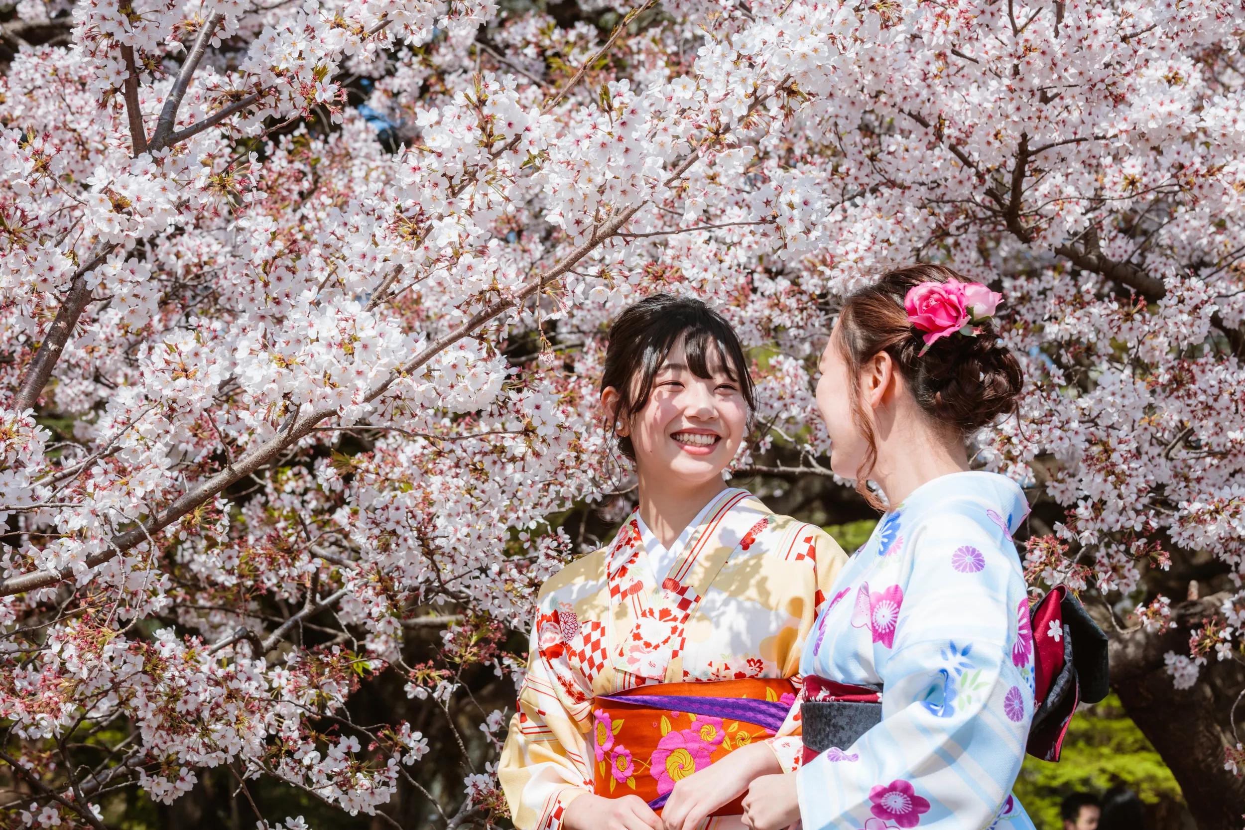 Japanese girl with traditional kimono in a public park (Ueno park) during cherry blossom season, Tokyo, Japan