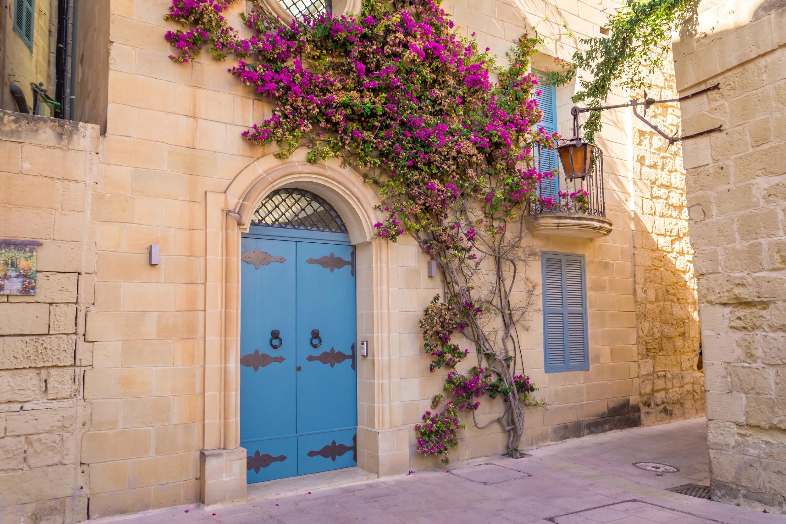 Beautiful facade with flowering plant growing up limestone wall and blue door in Mdina, Malta