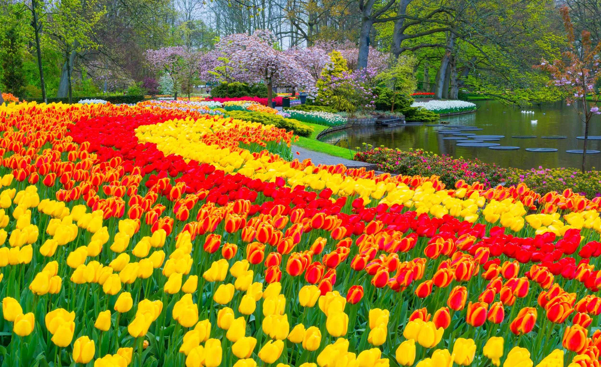 Colorful tulips, daffodils and hyacinths in a park