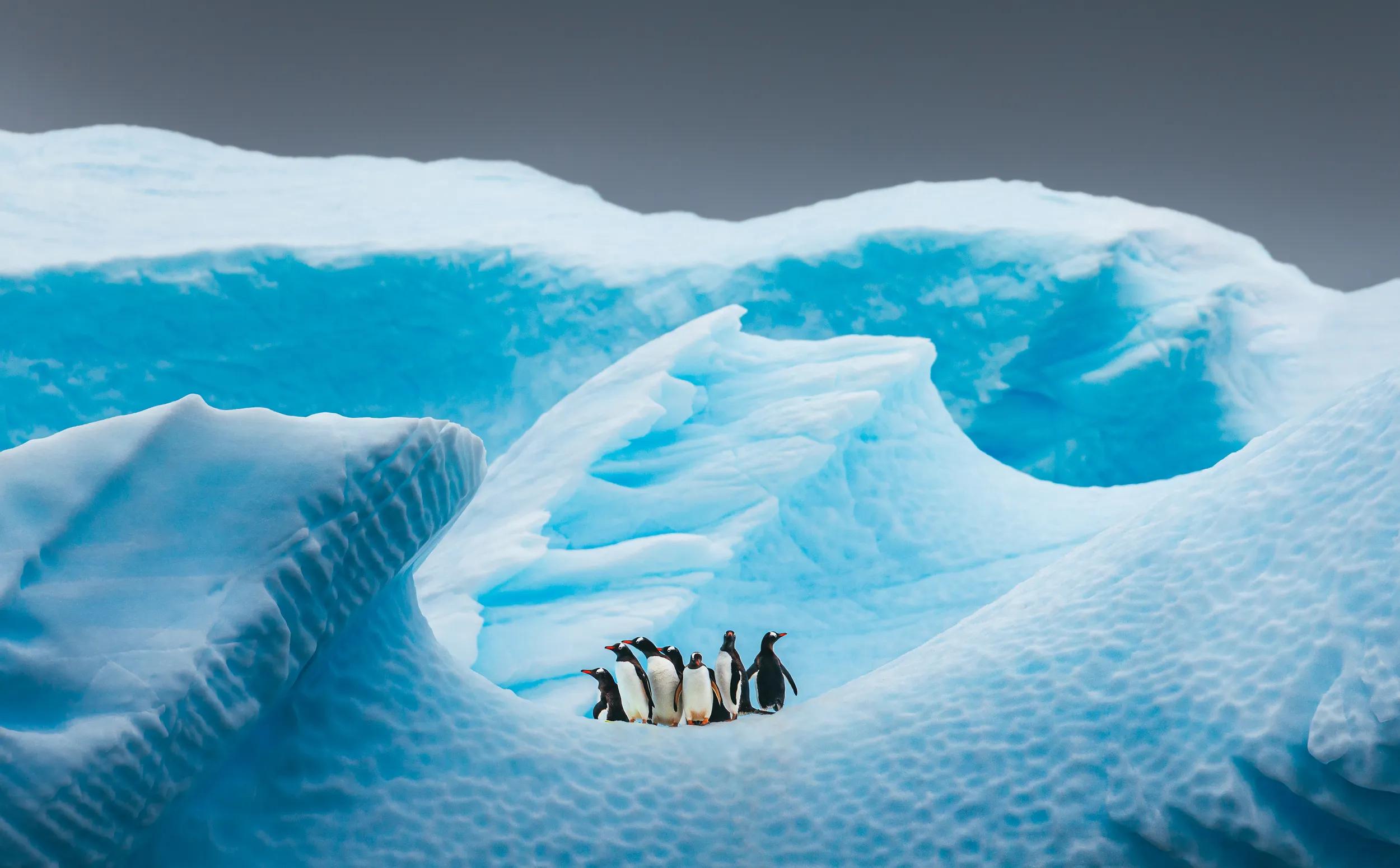 Penguin standing on a beautiful blue iceberg.