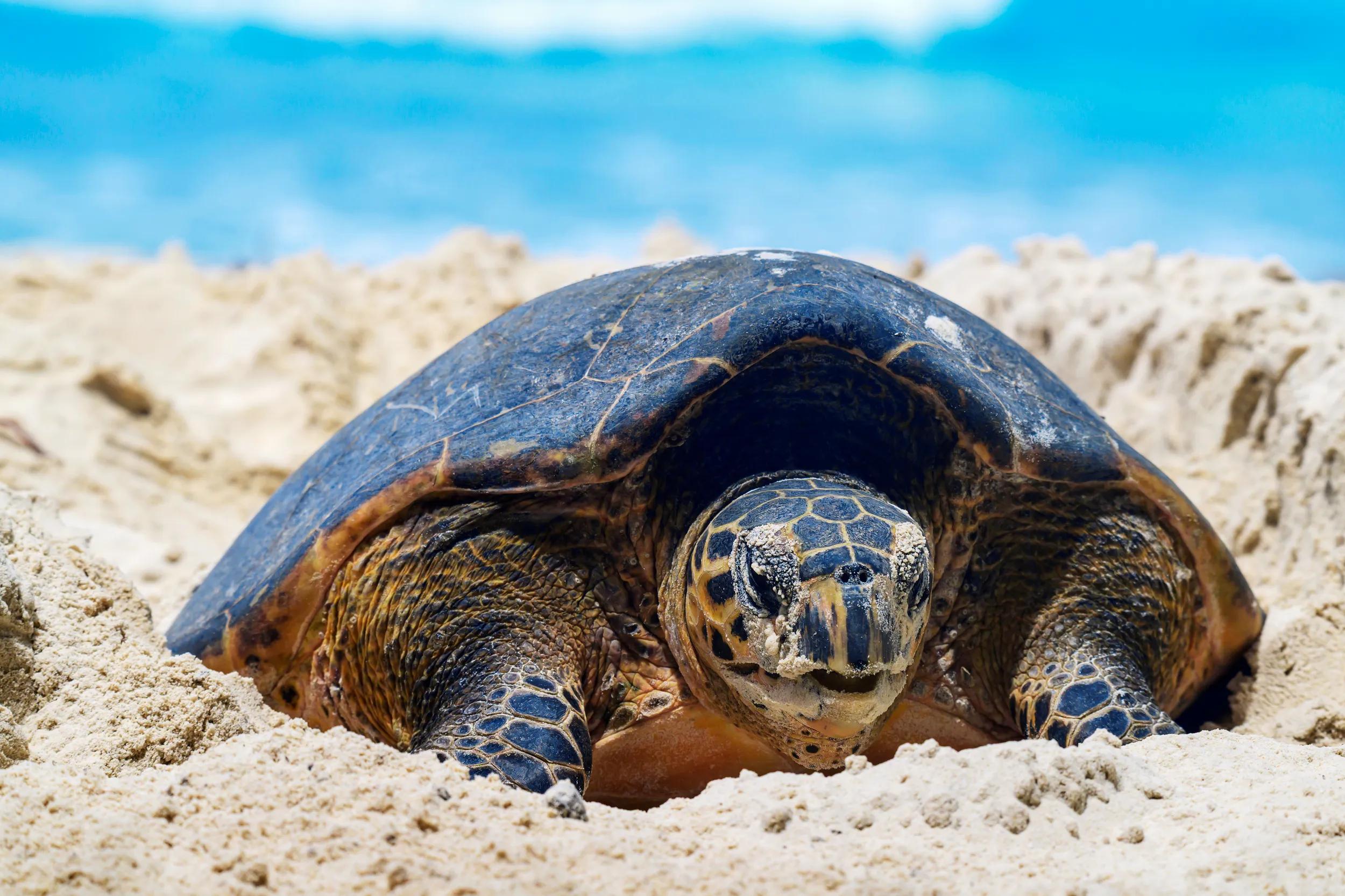 Frontal view of a hawksbill turtle digging white sand on a beach to lay eggs during a day . No people . Blue sea is visible at the background.  Picture taken in Seychelles
