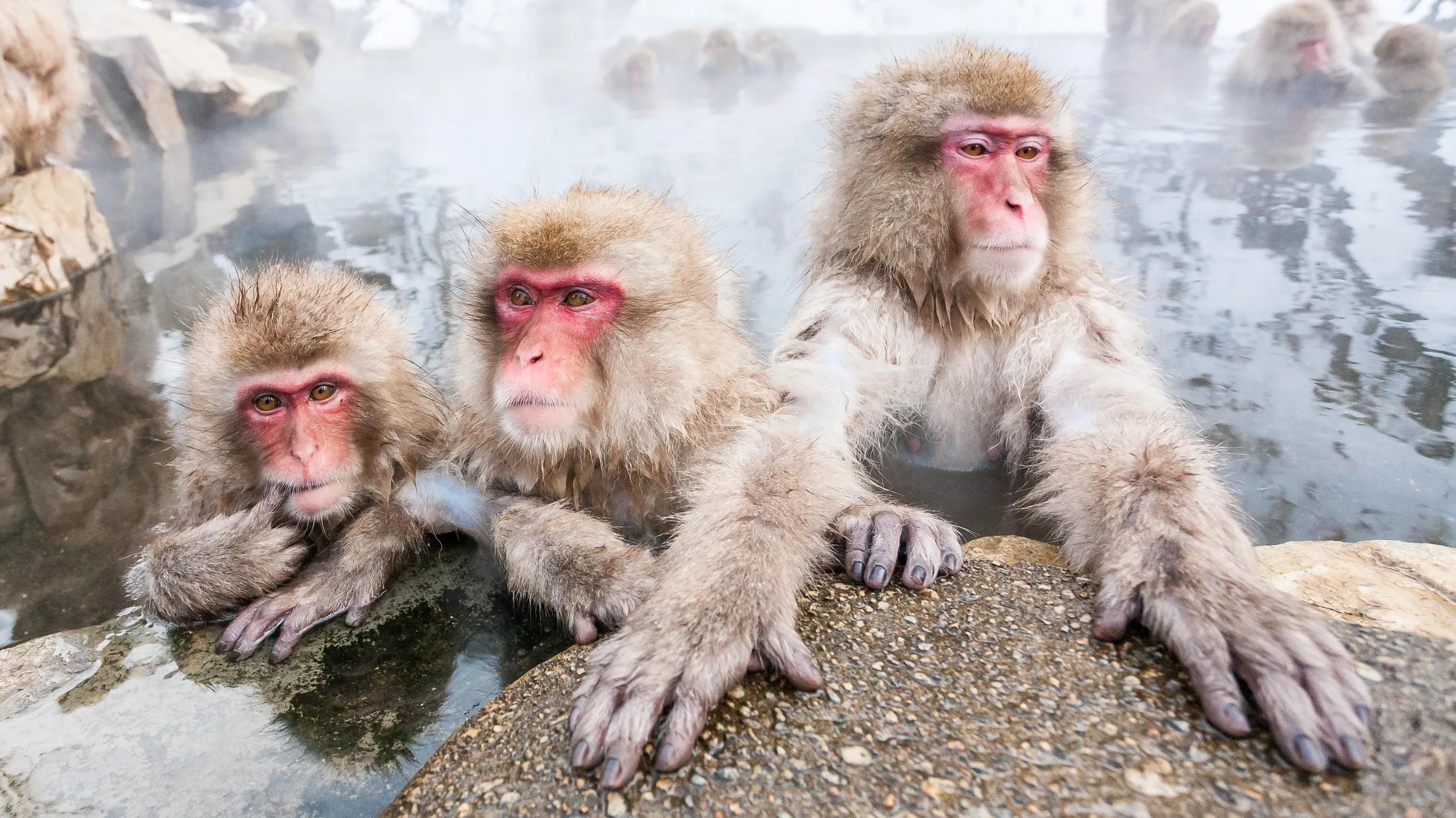 Wild snow monkeys sitting in a hot spring, Japan.