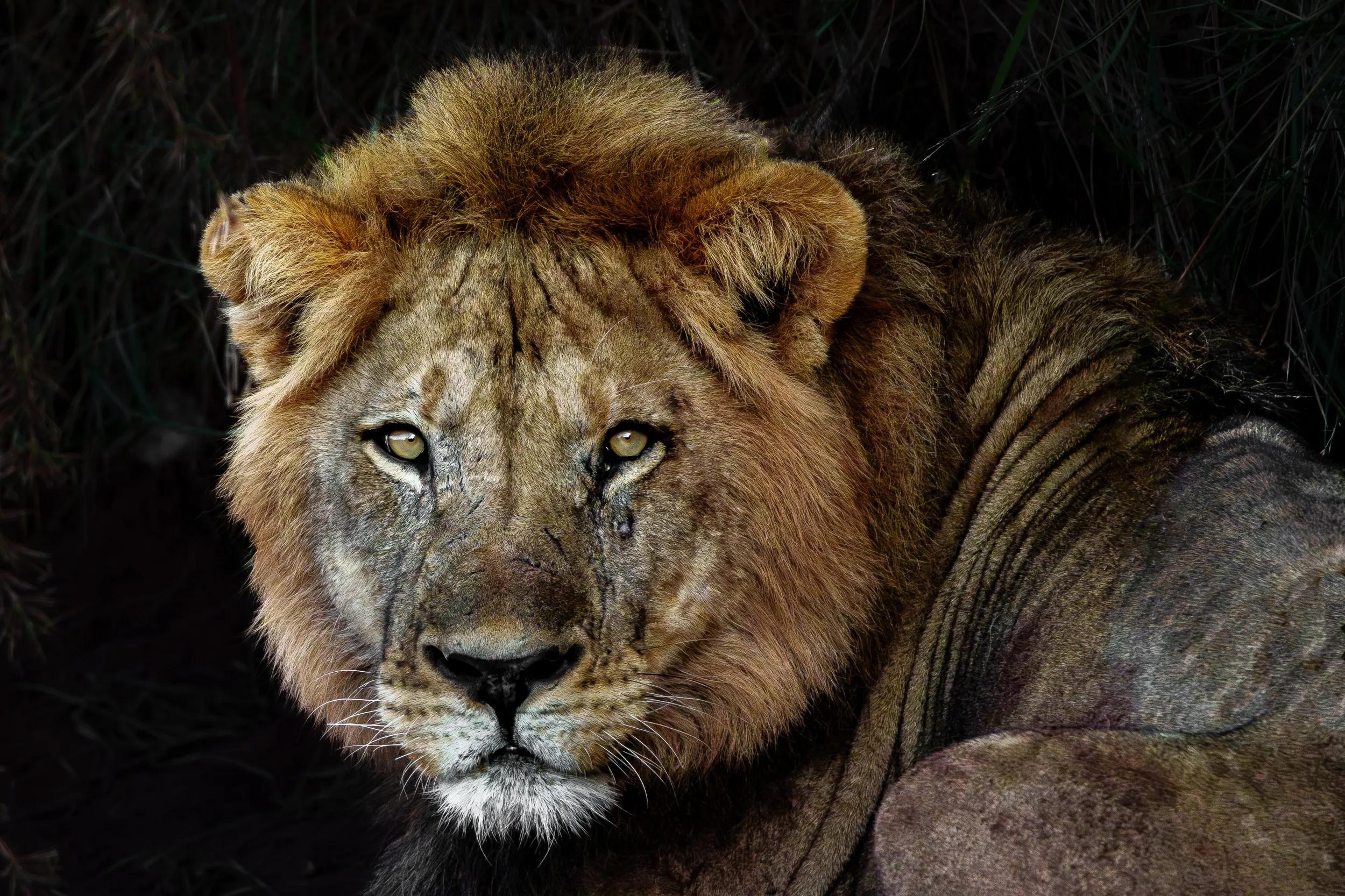 Portrait of male lion at rest and looking forward