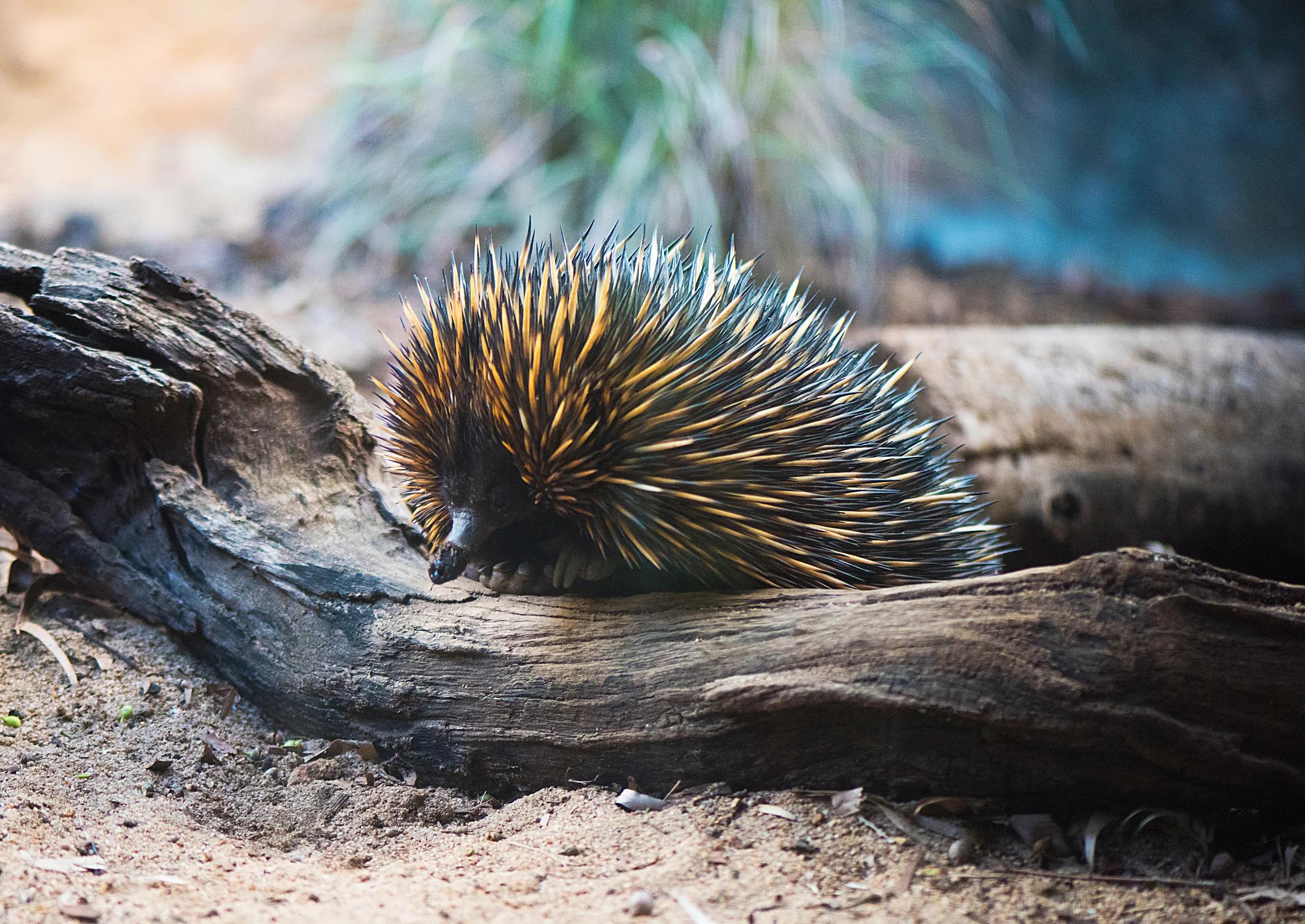 Echidna scurrying over wood on the ground