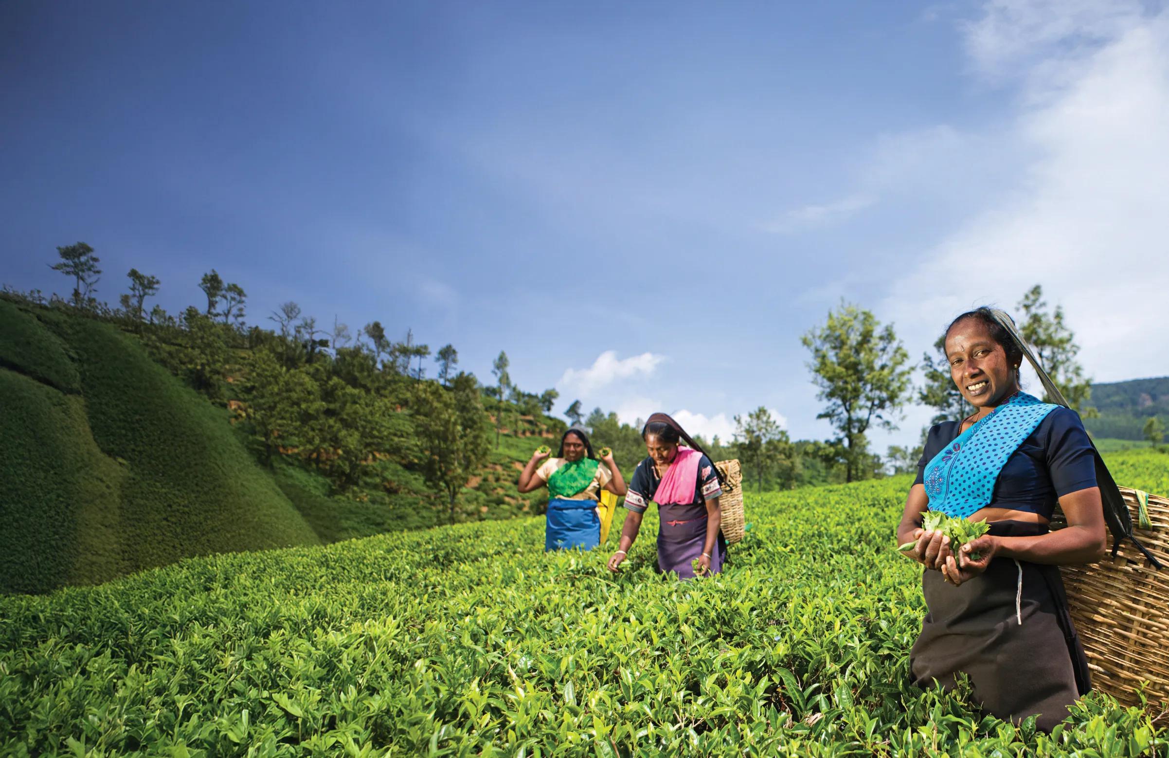 Tamil women collecting tea leaves near Nuwara Eliya, Sri Lanka ( Ceylon ). Sri Lanka is the world's fourth largest producer of tea and the industry is one of the country's main sources of foreign exchange and a significant source of income for laborers.[url=http://www.istockphoto.com/search/lightbox/9004844][img]http://bem.republika.pl/istock/tea_plantations_380.jpg[/img][/url][url=http://www.istockphoto.com/search/lightbox/10064323] [img]http://bem.republika.pl/istock/sri_lanka_380.jpg[/img][/url][url=http://www.istockphoto.com/search/lightbox/10064337] [img]http://bem.republika.pl/istock/sri_lankan_people_380.jpg[/img][/url][url=http://www.istockphoto.com/search/lightbox/9858744] [img]http://bem.republika.pl/istock/rajasthan_380.jpg[/img][/url][url=http://www.istockphoto.com/search/lightbox/9870440] [img]http://bem.republika.pl/istock/pushkar_fair_380.jpg[/img][/url][url=http://www.istockphoto.com/search/lightbox/9112292] [img]http://bem.republika.pl/istock/incredible_india_380.jpg[/img][/url][url=http://www.istockphoto.com/search/lightbox/9112300] [img]http://bem.republika.pl/istock/people_india_380.jpg[/img][/url][url=http://www.istockphoto.com/search/lightbox/9112325] [img]http://bem.republika.pl/istock/kerala_380.jpg[/img][/url][url=http://www.istockphoto.com/search/lightbox/5699034] [img]http://bem.republika.pl/istock/nepal_380.jpg[/img][/url][url=http://www.istockphoto.com/search/lightbox/9090200] [img]http://bem.republika.pl/istock/people_nepal_380.jpg[/img][/url][url=http://www.istockphoto.com/search/lightbox/7554738] [img]http://bem.republika.pl/istock/trekking_380.jpg[/img][/url]