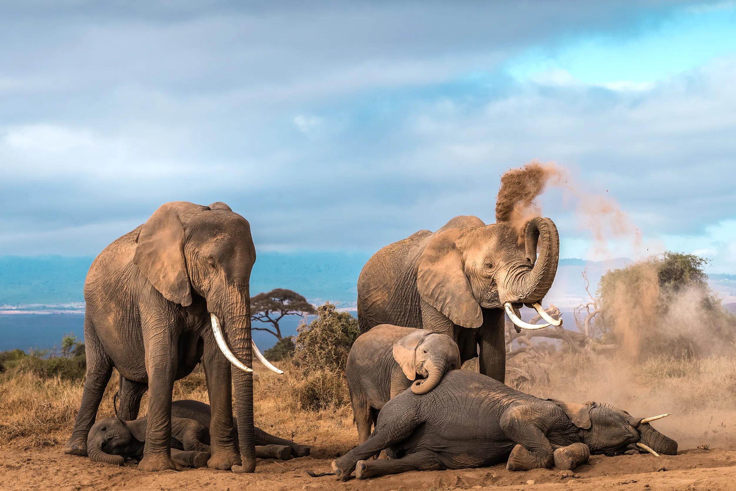 This image of Elephants is taken at Amboseli National Park in Kenya.