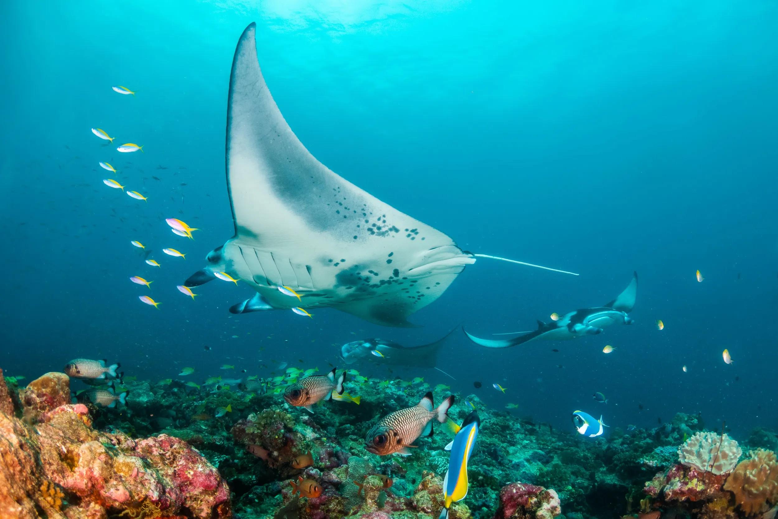 Manta rays swimming gracefully over coral reef in clear blue water.