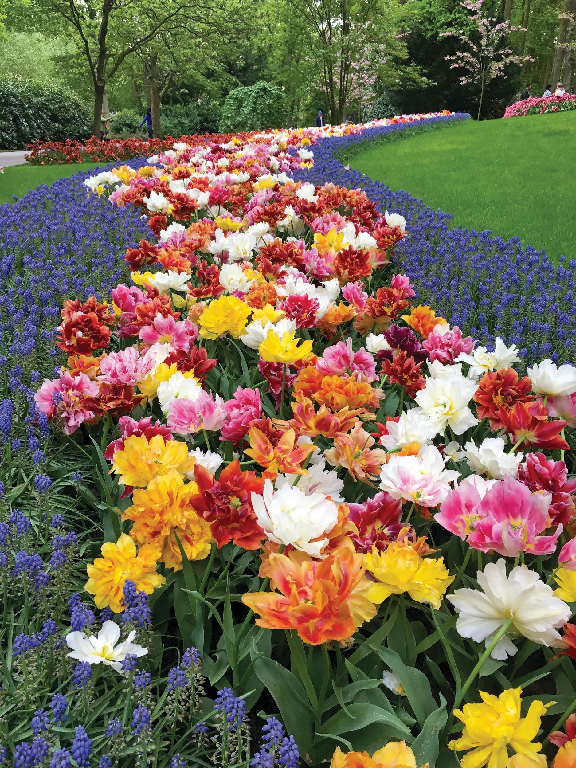 Also known as the Garden of Europe, is one of the world's largest flower gardens, situated in Lisse, Netherlands.