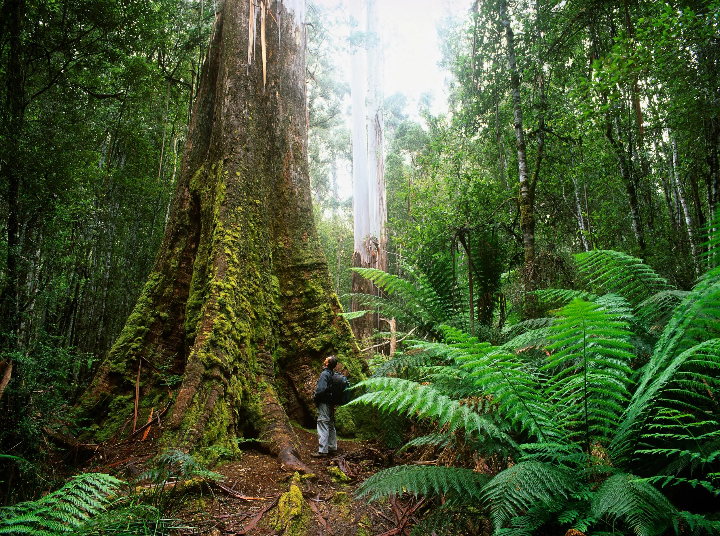 Hiker looking up at a swamp gum tree (Eucalyptus regnans), also know as mountain ash, in the rainforest of Mount Field National Park, Tasmania, Australia.