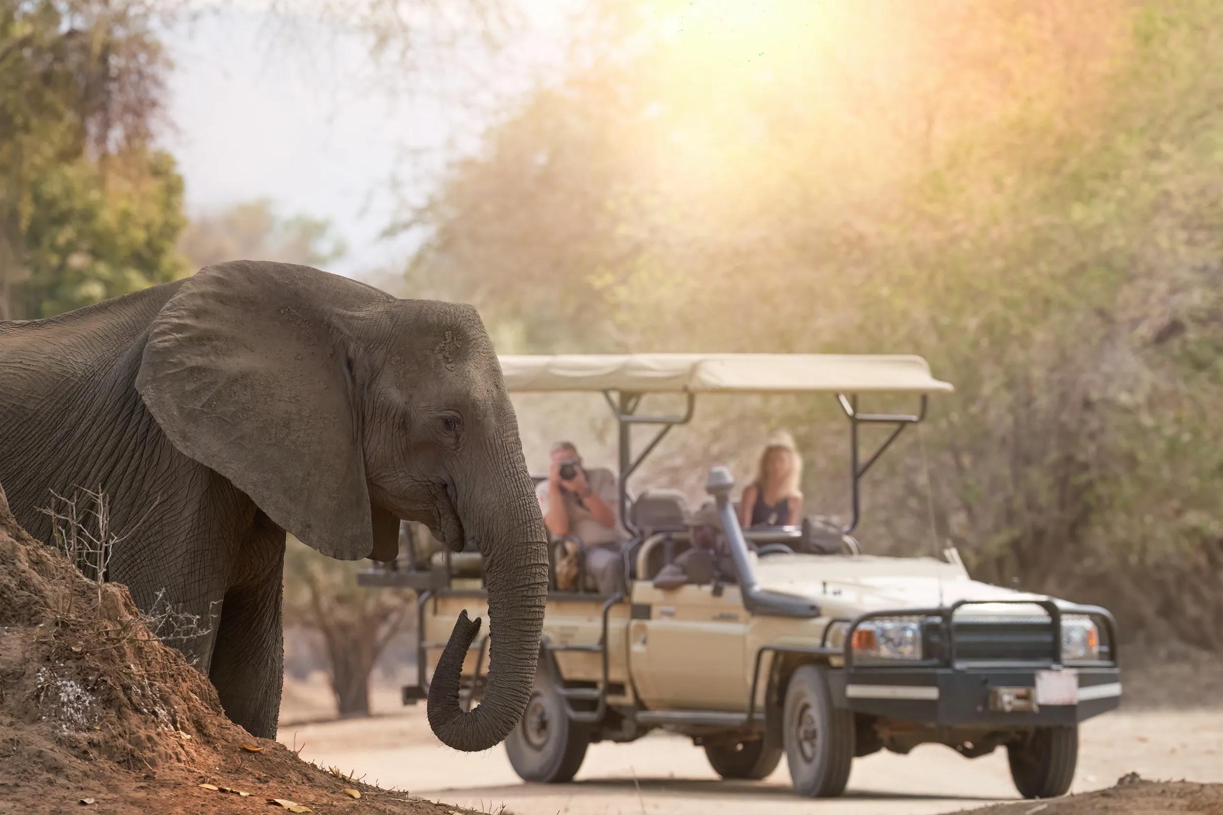 On a safari in Africa: unrecognisible tourists in open roof safari car watching elephant in foreground. ManaPools, Zimbabwe.
