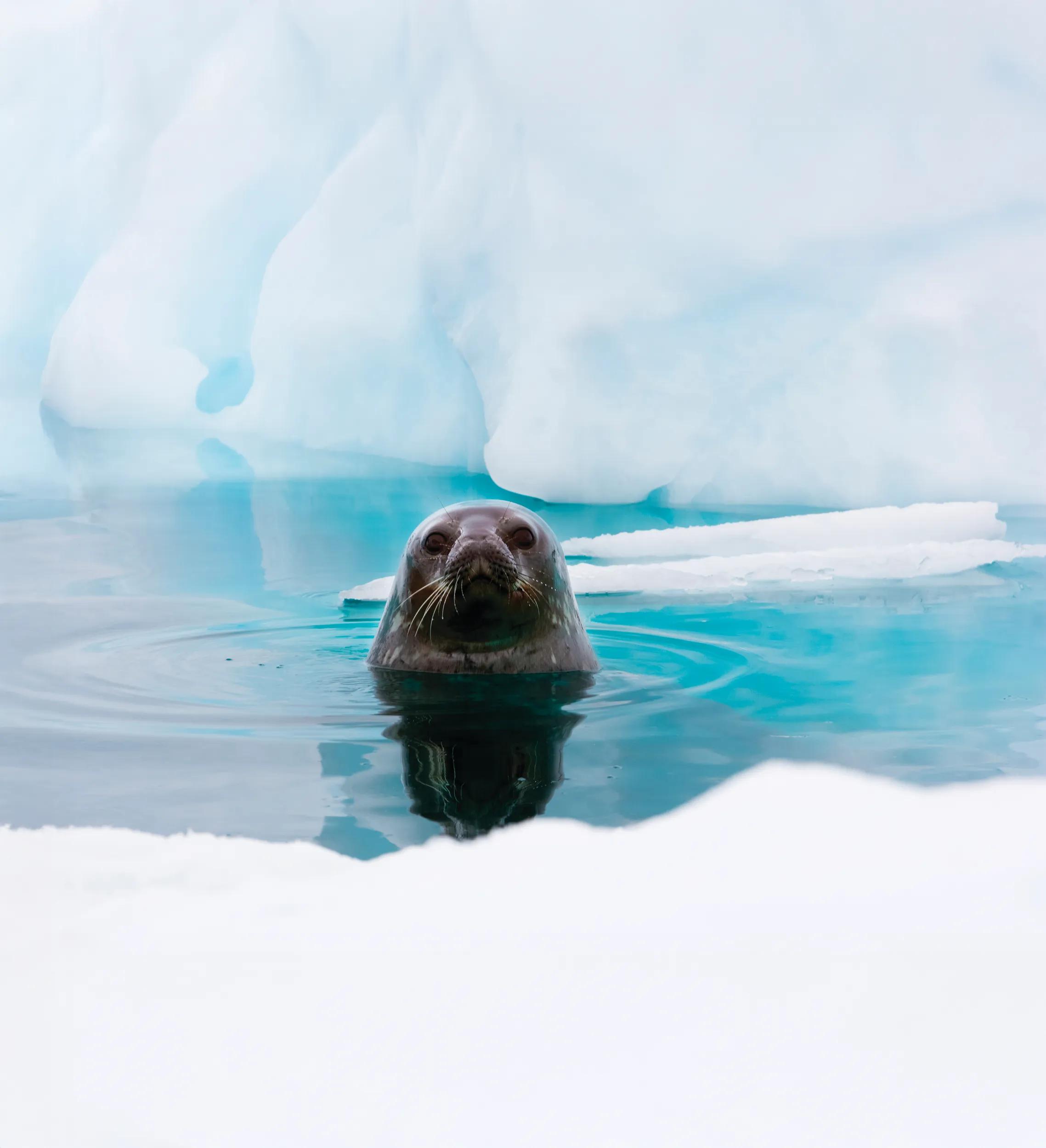 Weddell seal looking up out of the water, Antarctica