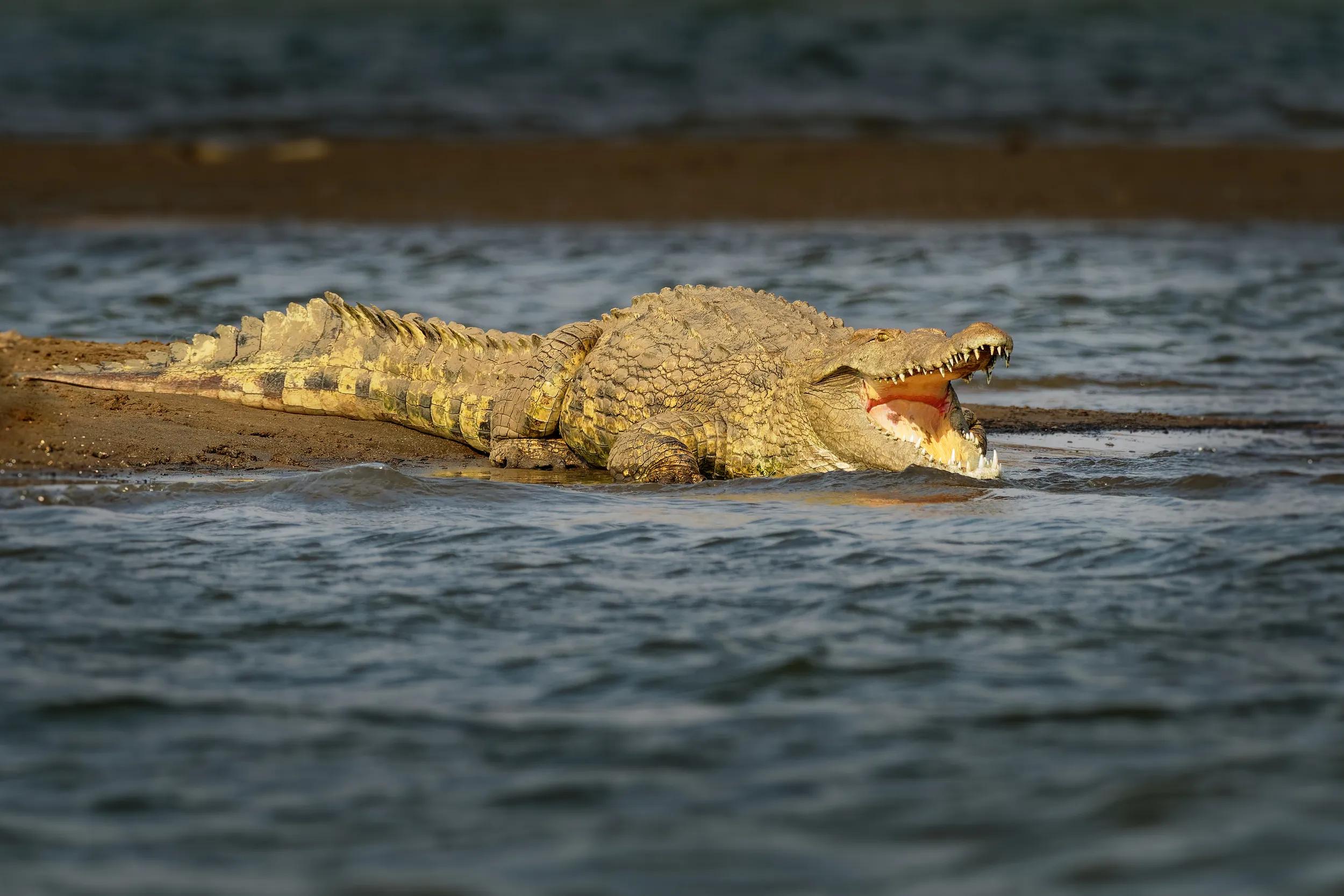 Nile Crocodile - Crocodylus niloticus large crocodilian native to freshwater habitats in Africa, laying on the riverside and opening mouth with big teeth.