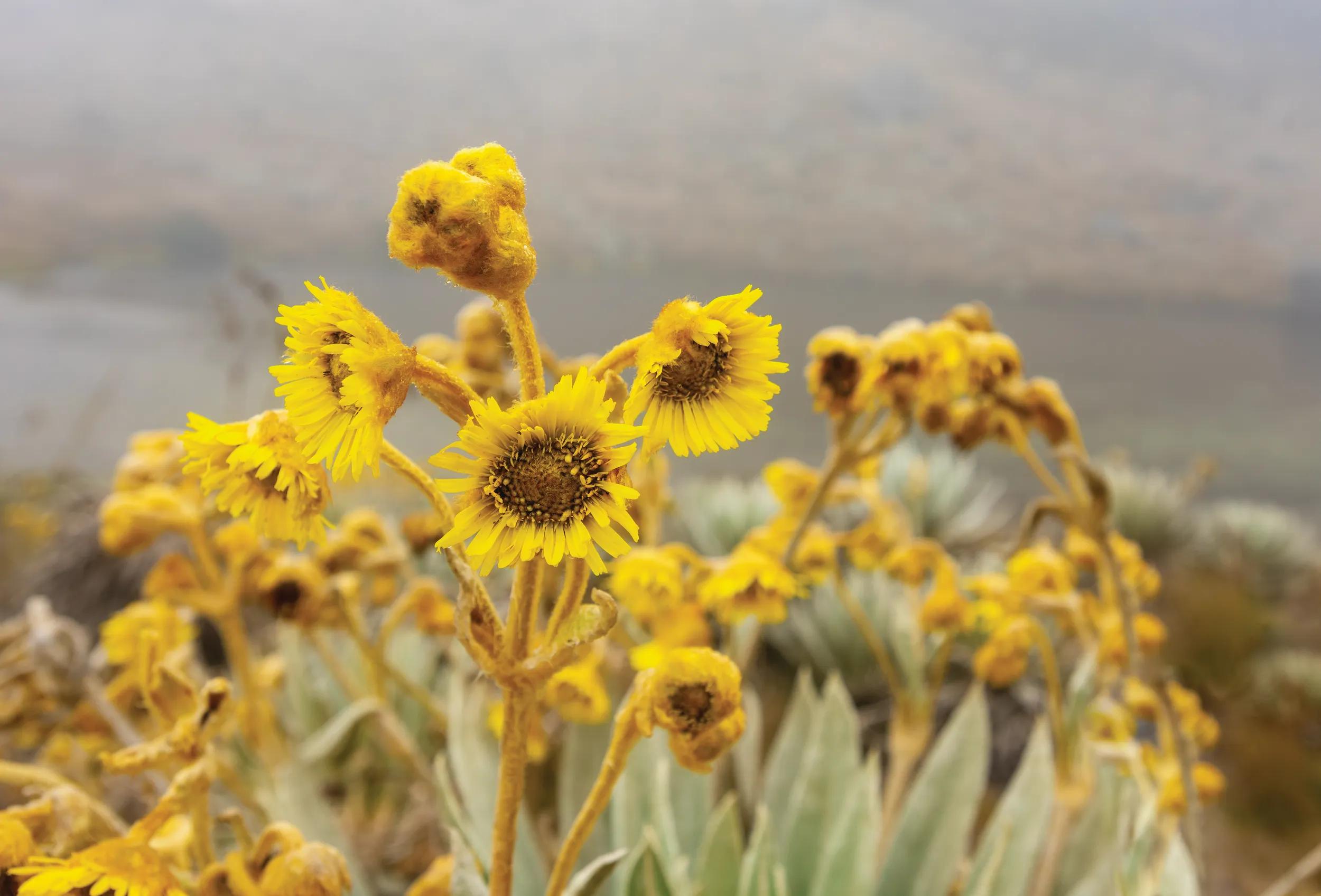 frailejones flowers of páramo