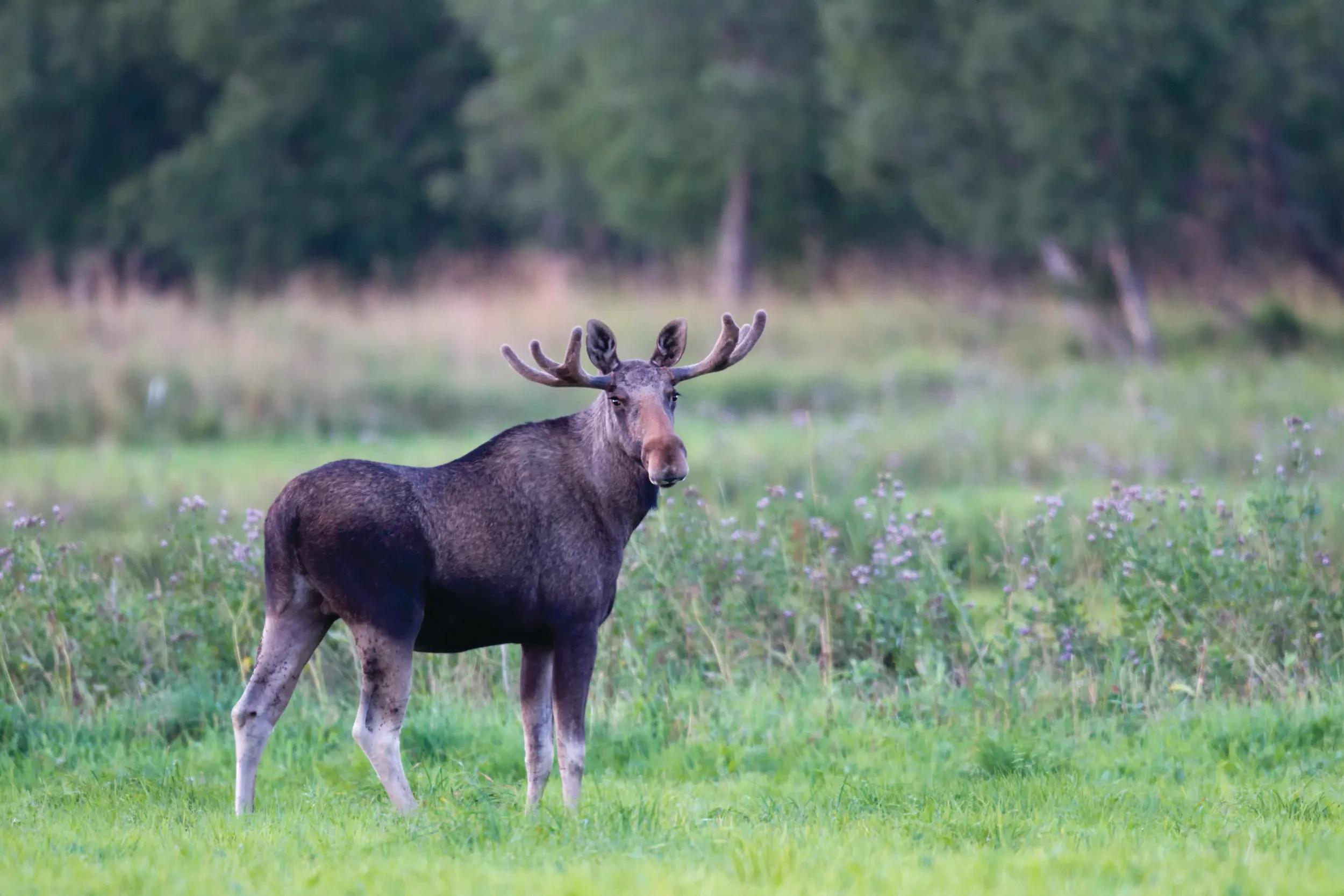 bull moose (Alces alces) in the wilderness in Scandinavia, Europe