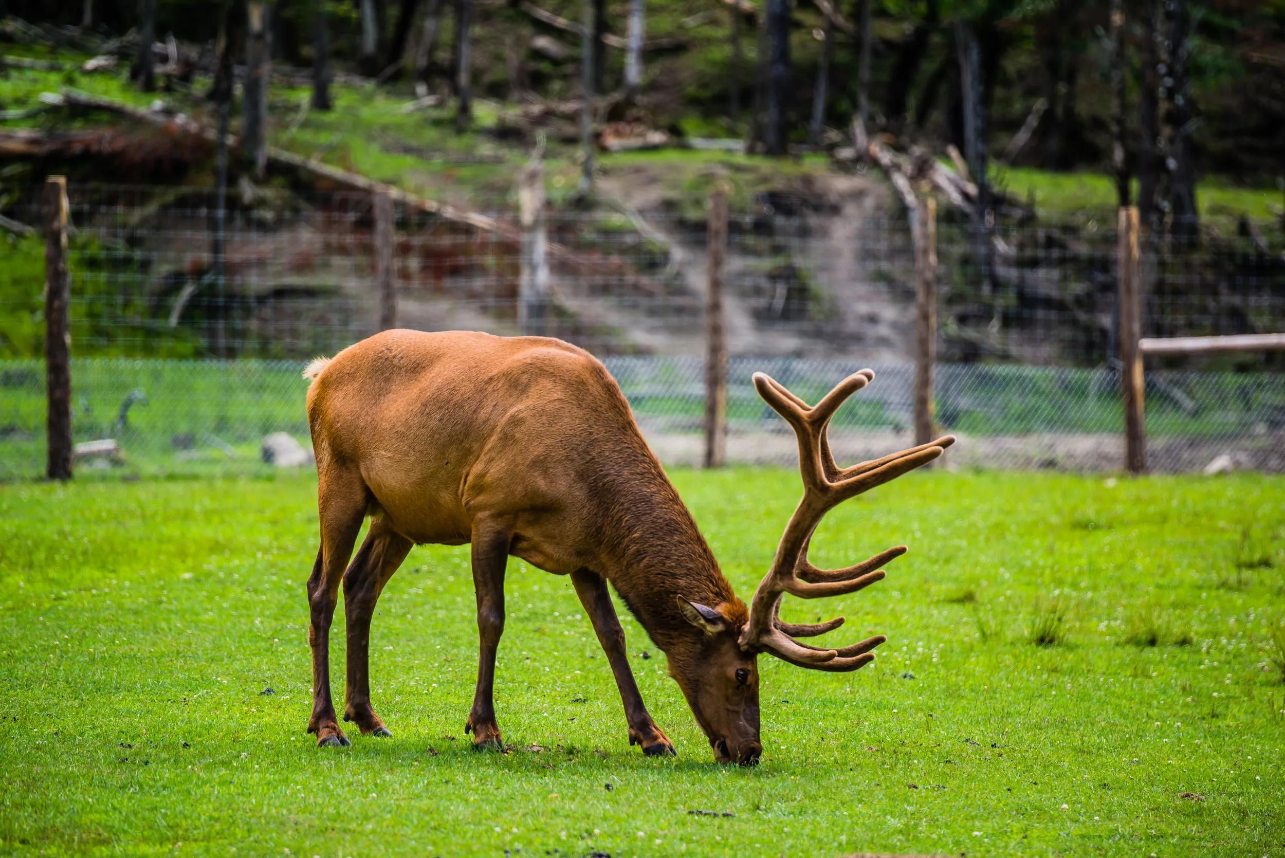 Parc Omega, Canada, July 3 2020 -  Roaming elk in the Omega Park, Quebec, Canada