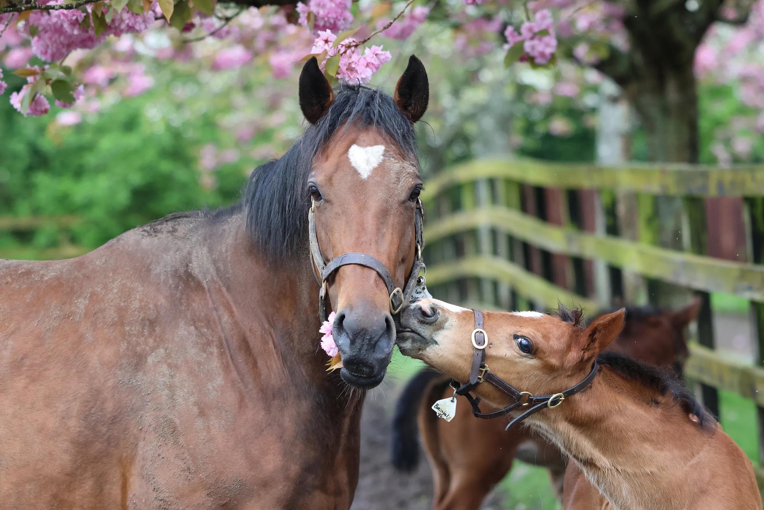Horses at the Irish National Stud and Gardens experience.