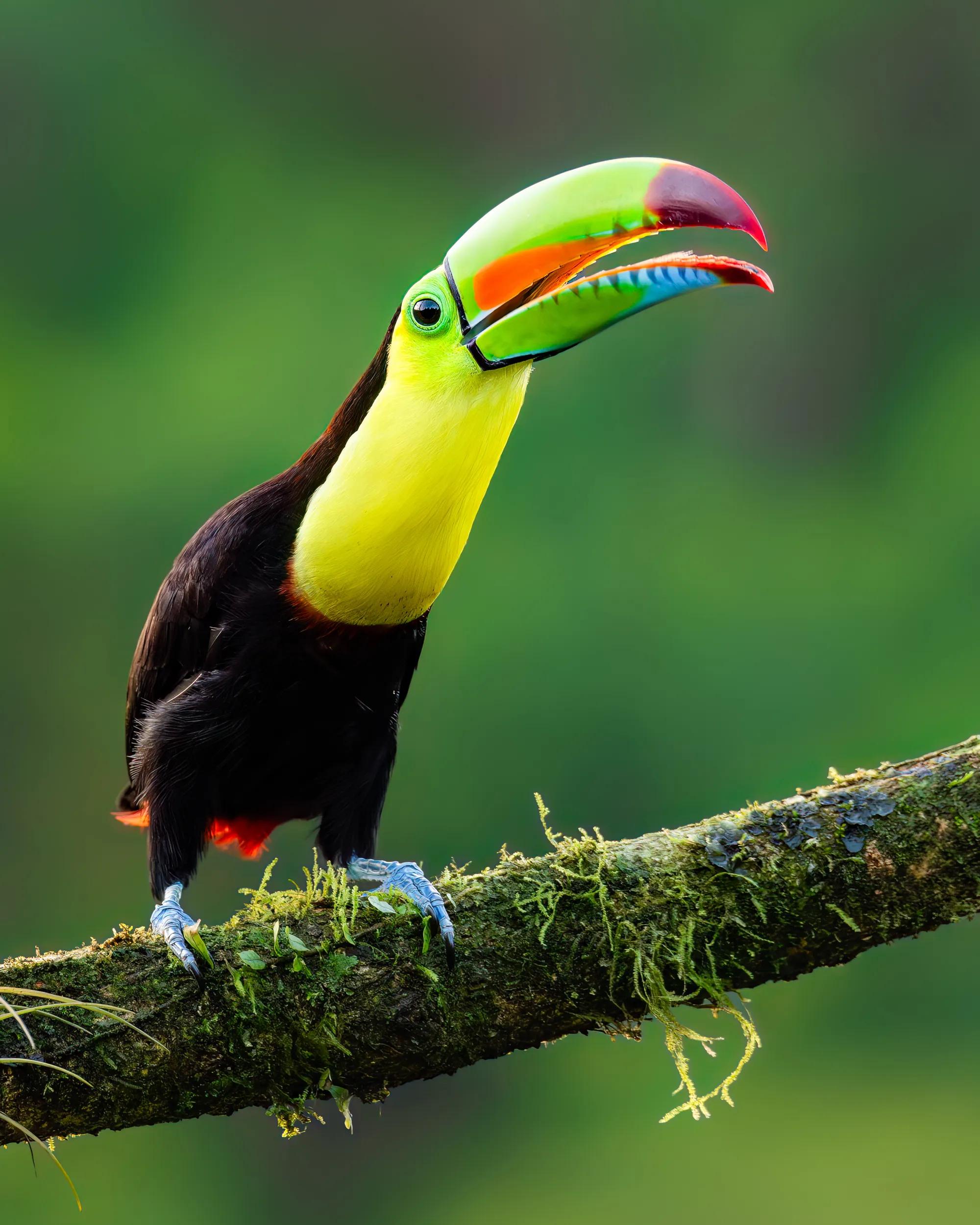 Keel-billed toucan