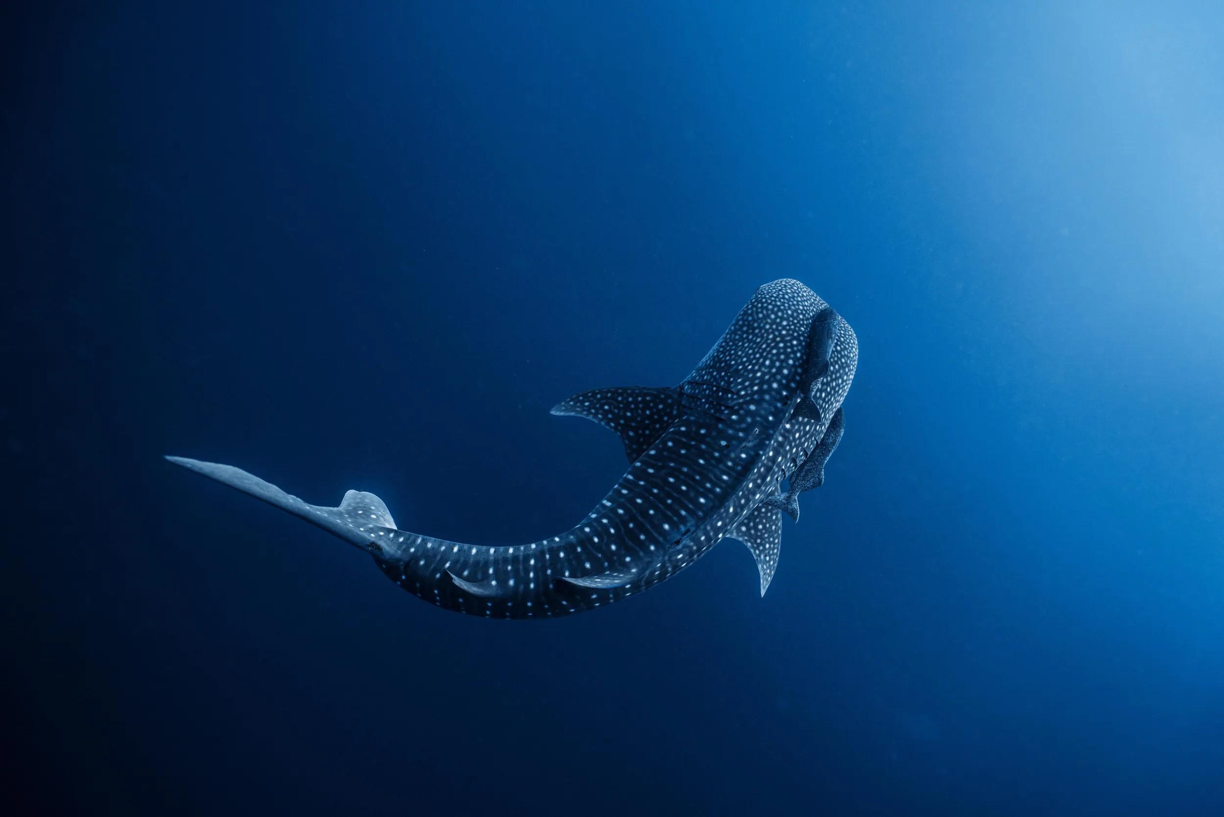 Whale Shark