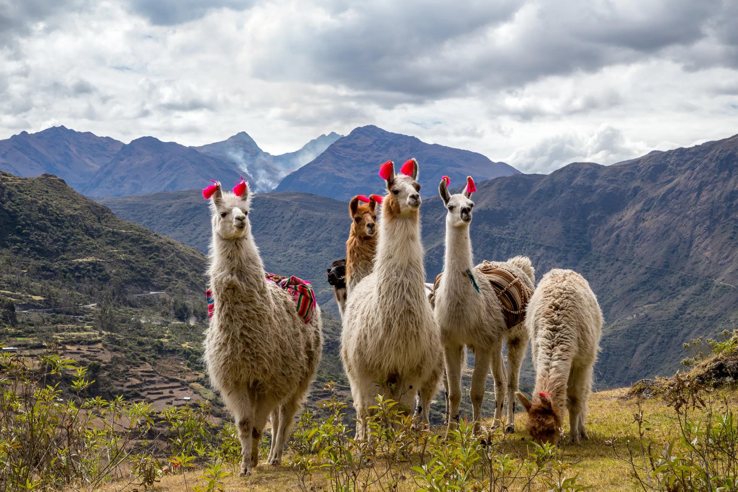 a-sca-peru-andes-mountains-llamas-1246573444-s