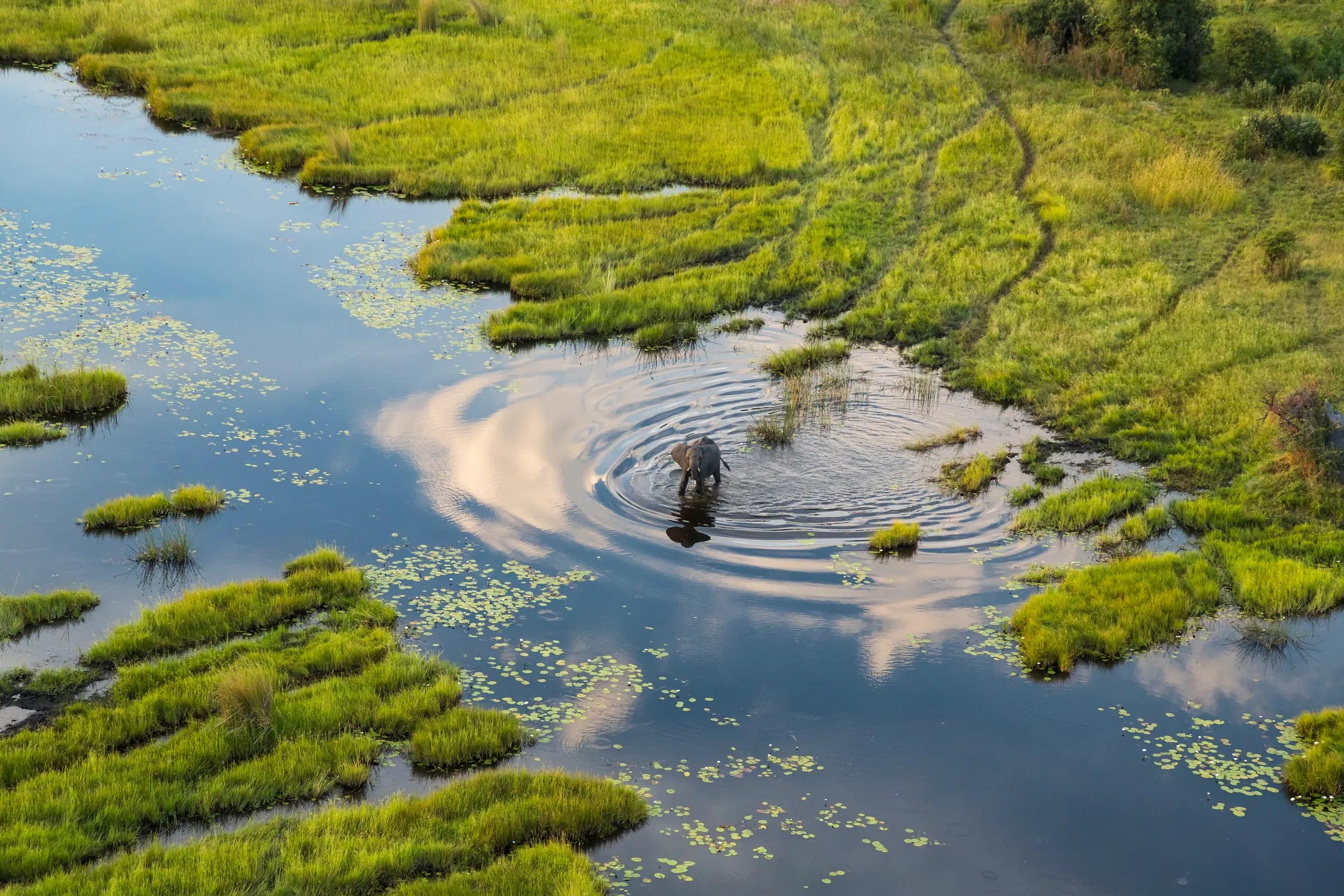 Aerial view of elephant looking at camera, Okavango Delta, Botswana, Africa.