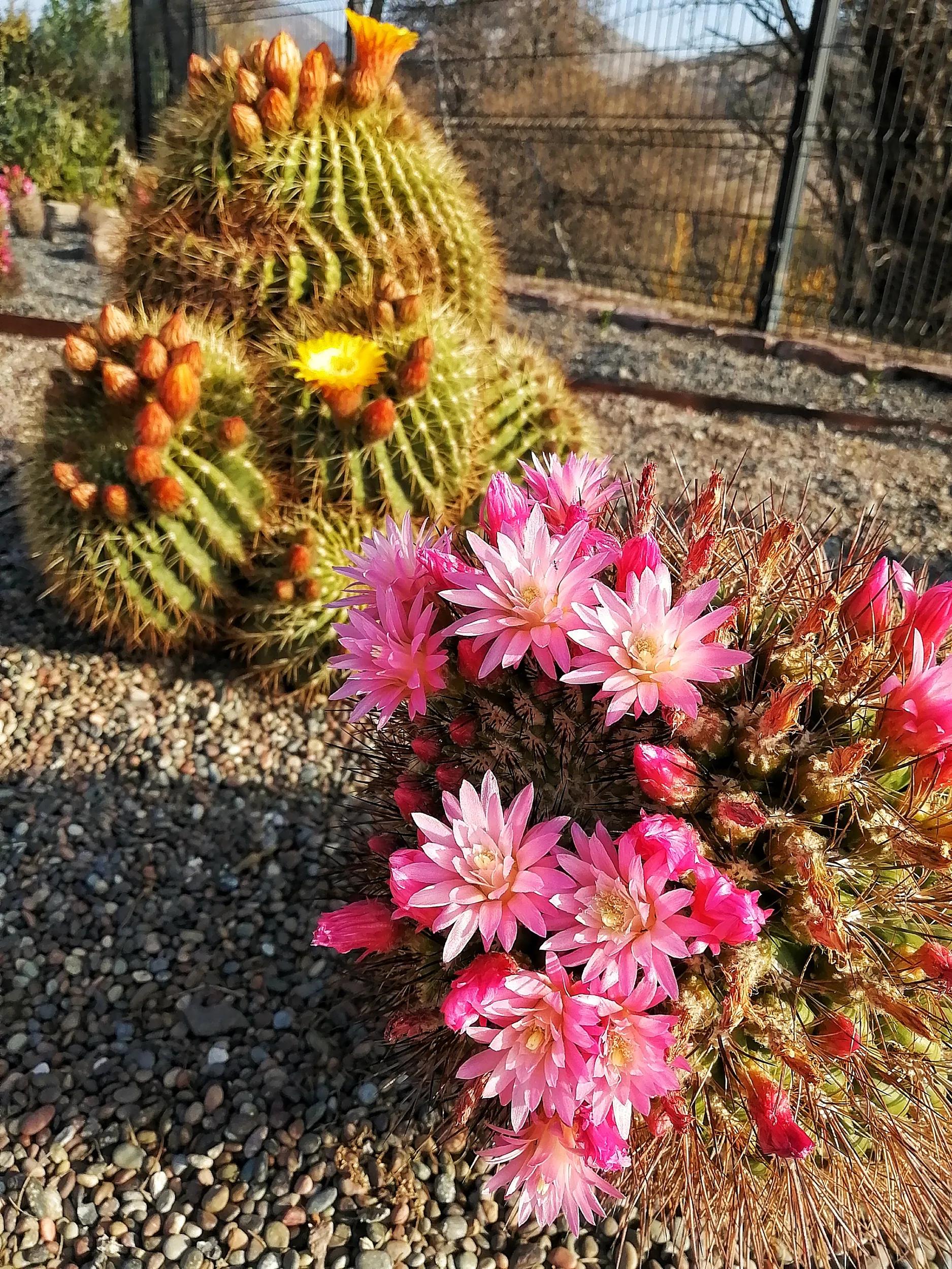 flowering cacti in the Botanical Park Quilapilun, Chile