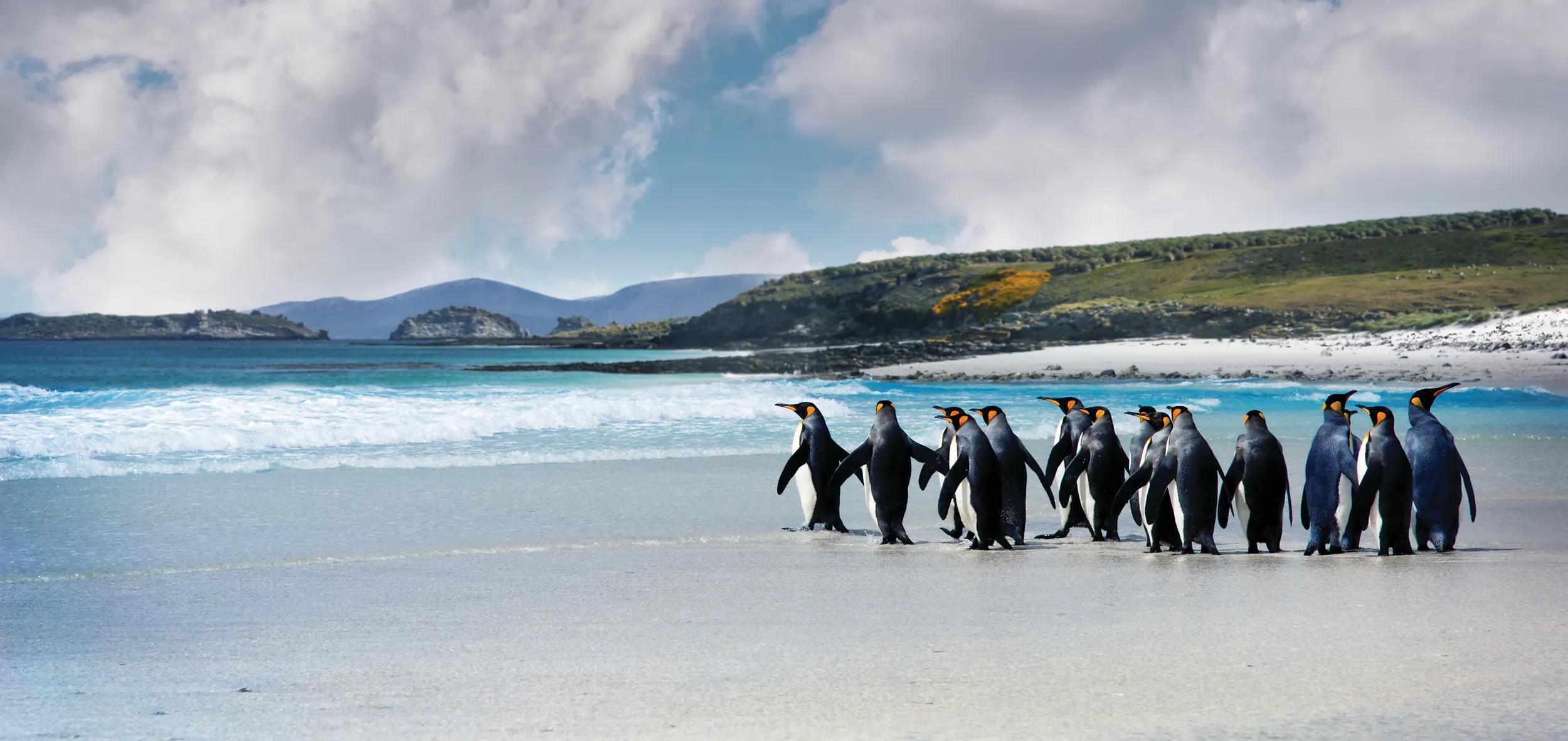 King Penguins in the Falkland Islands