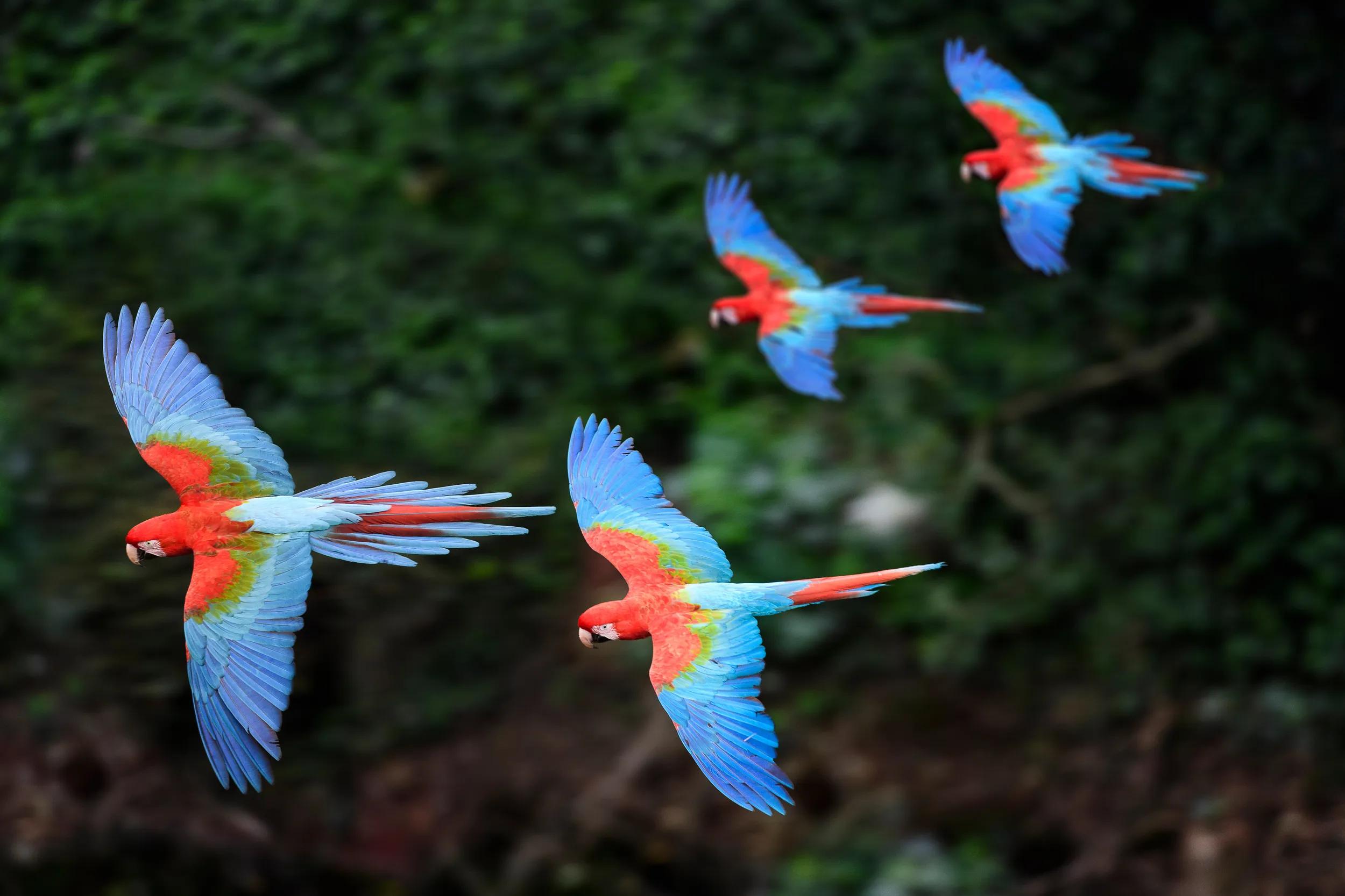 a-sca-brazil-macaws-in-flight-259208770-as