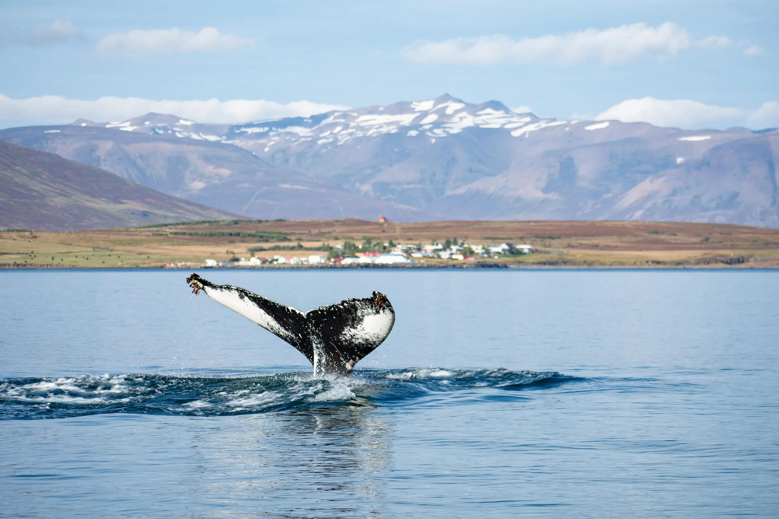 A humpback whale (Megaptera novaeangliae) showing its fluke out of the water in a fjord in Iceland