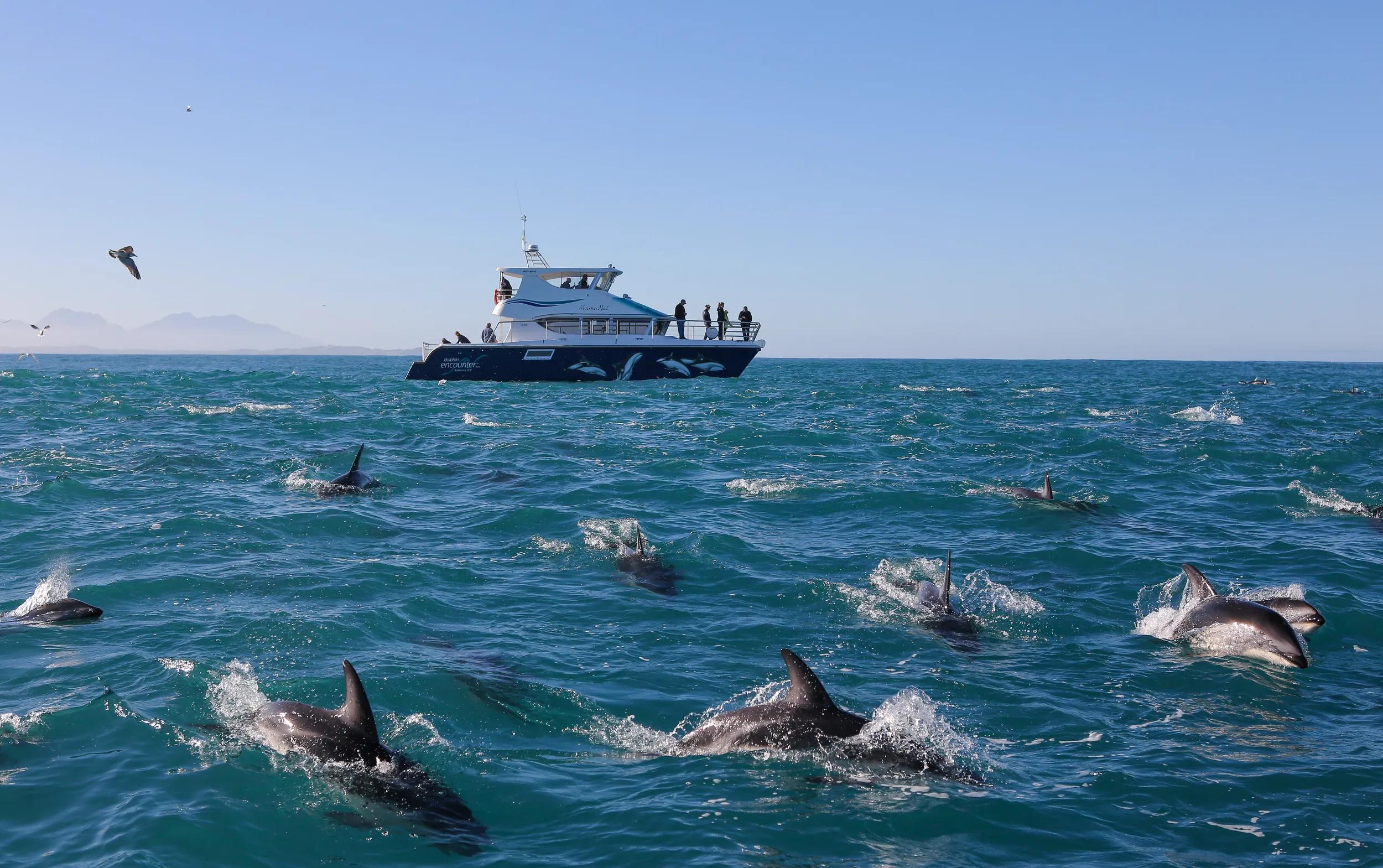 Dolphin Encounter Watch