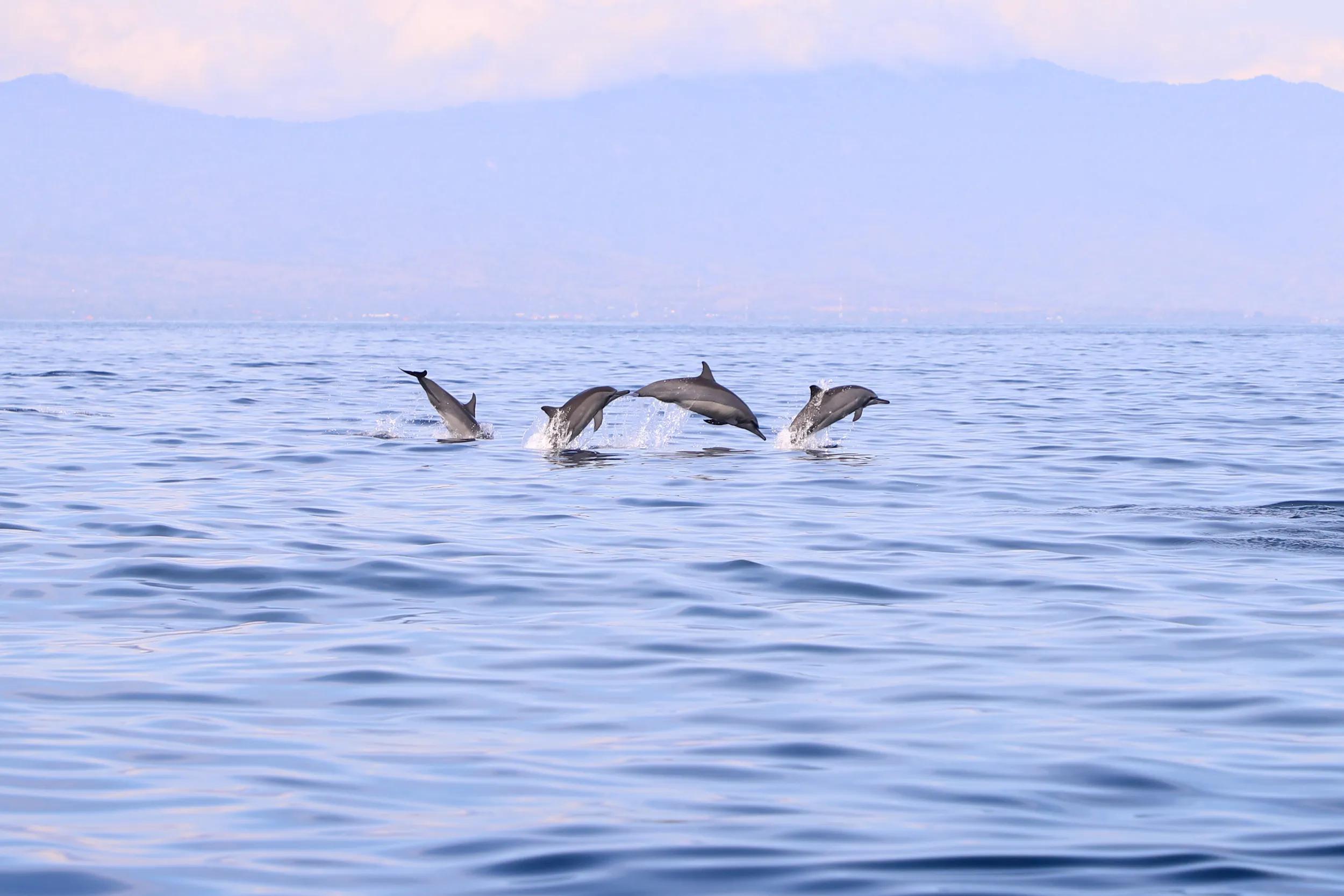 Dolphin, Sea, Watching, Lovina Beach, Bali, Indonesia,