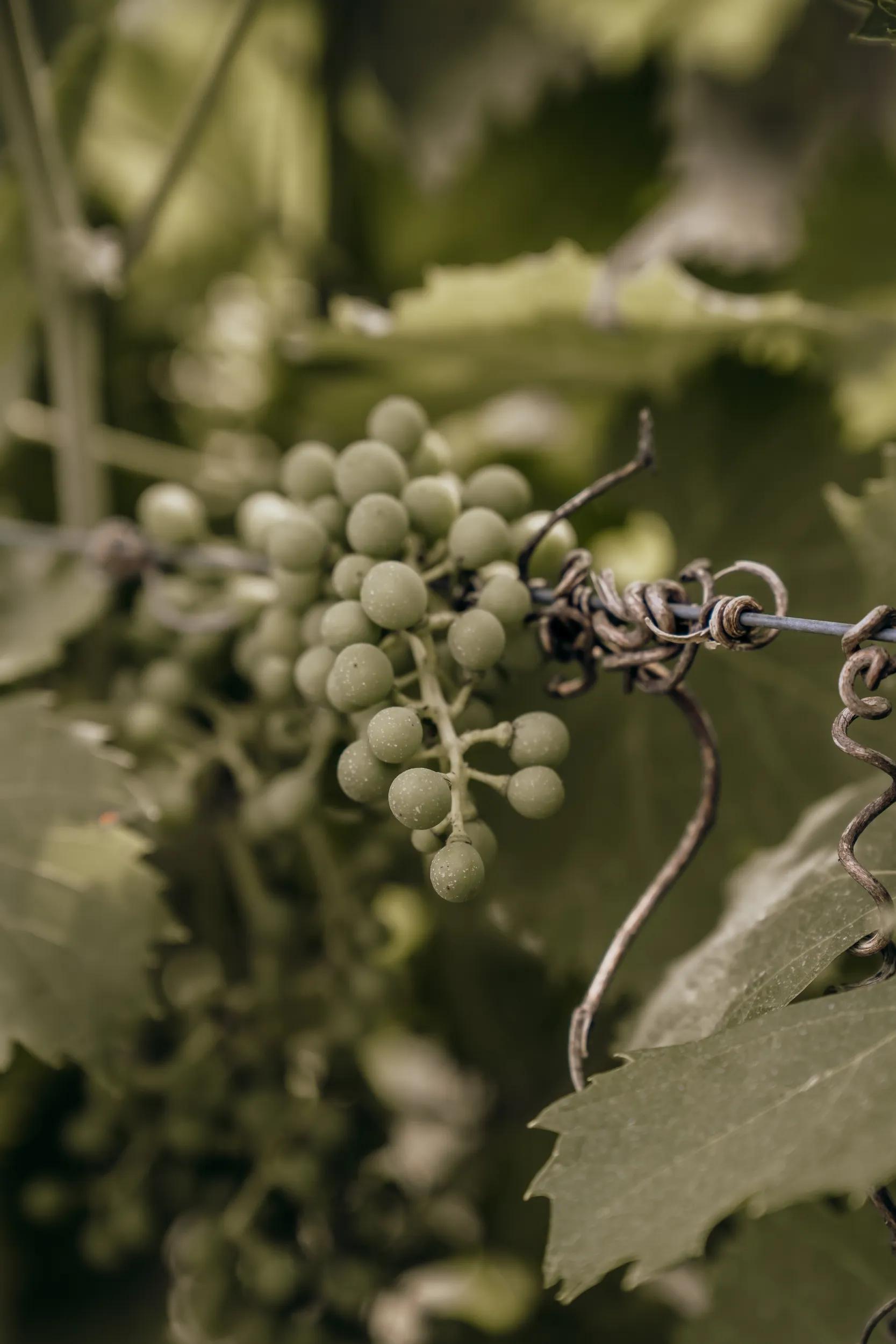 a-eu-italy-verona-valpolicella-villa-serego-alighieri-2281258625-s