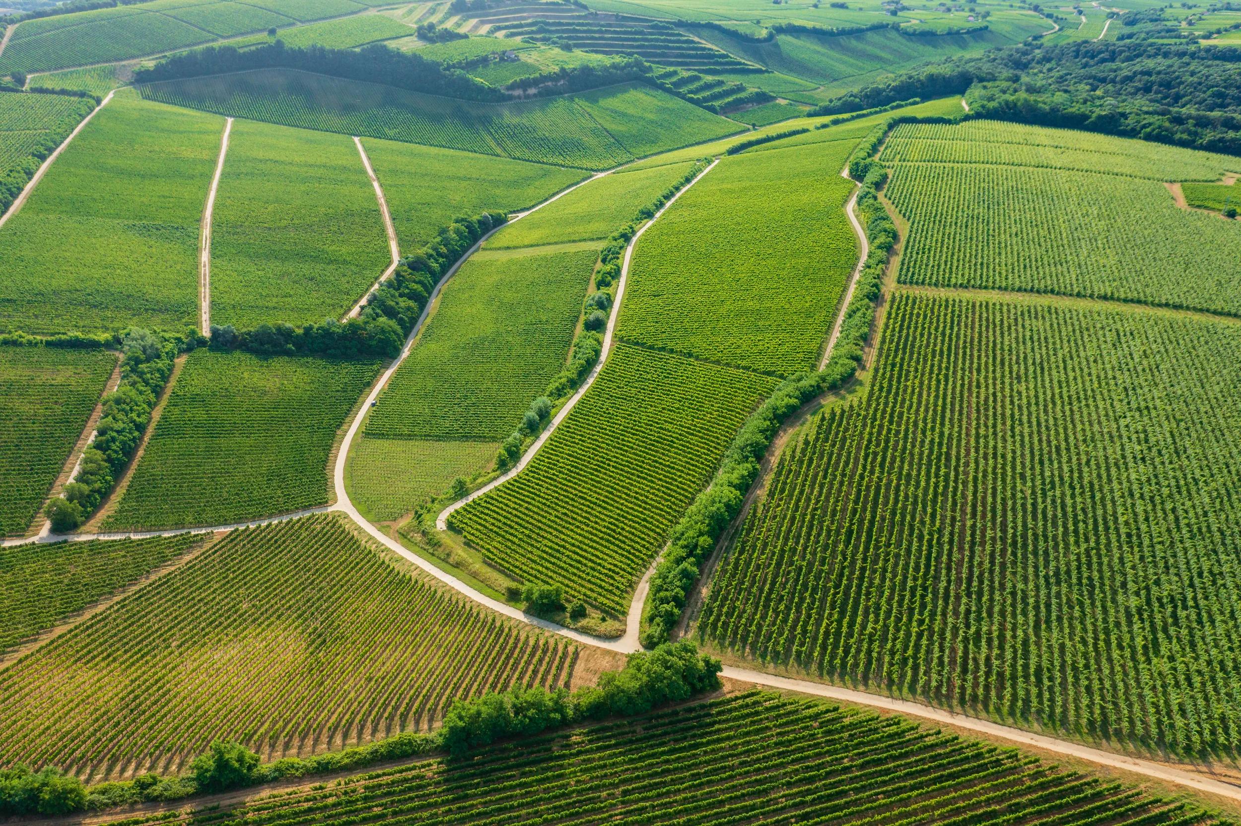 Aerial view about famous vineyards of Hungary at Villany wine region